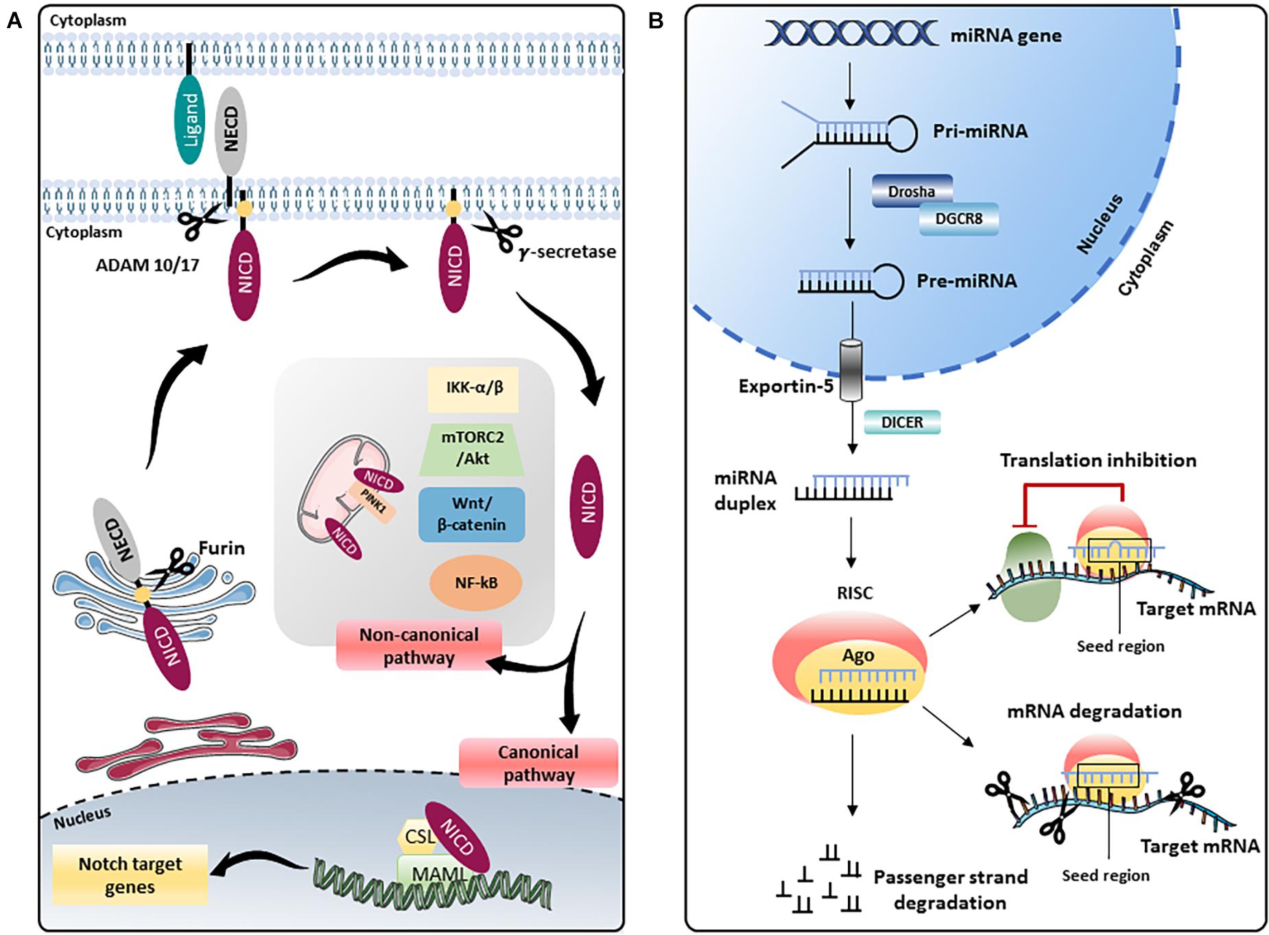 Notch1 signaling enhances collagen expression and fibrosis in