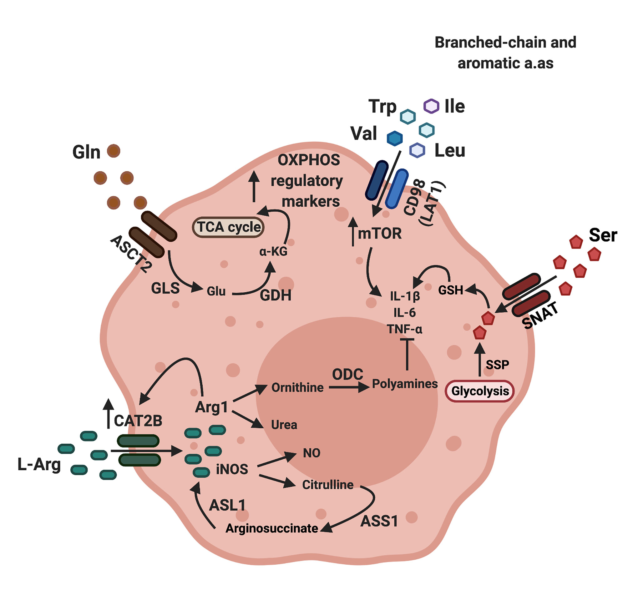 Polyamines from myeloid-derived suppressor cells promote Th17 polarization  and disease progression: Molecular Therapy