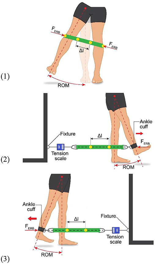 Butt & Hip Exercises  Forward Linear Jumps