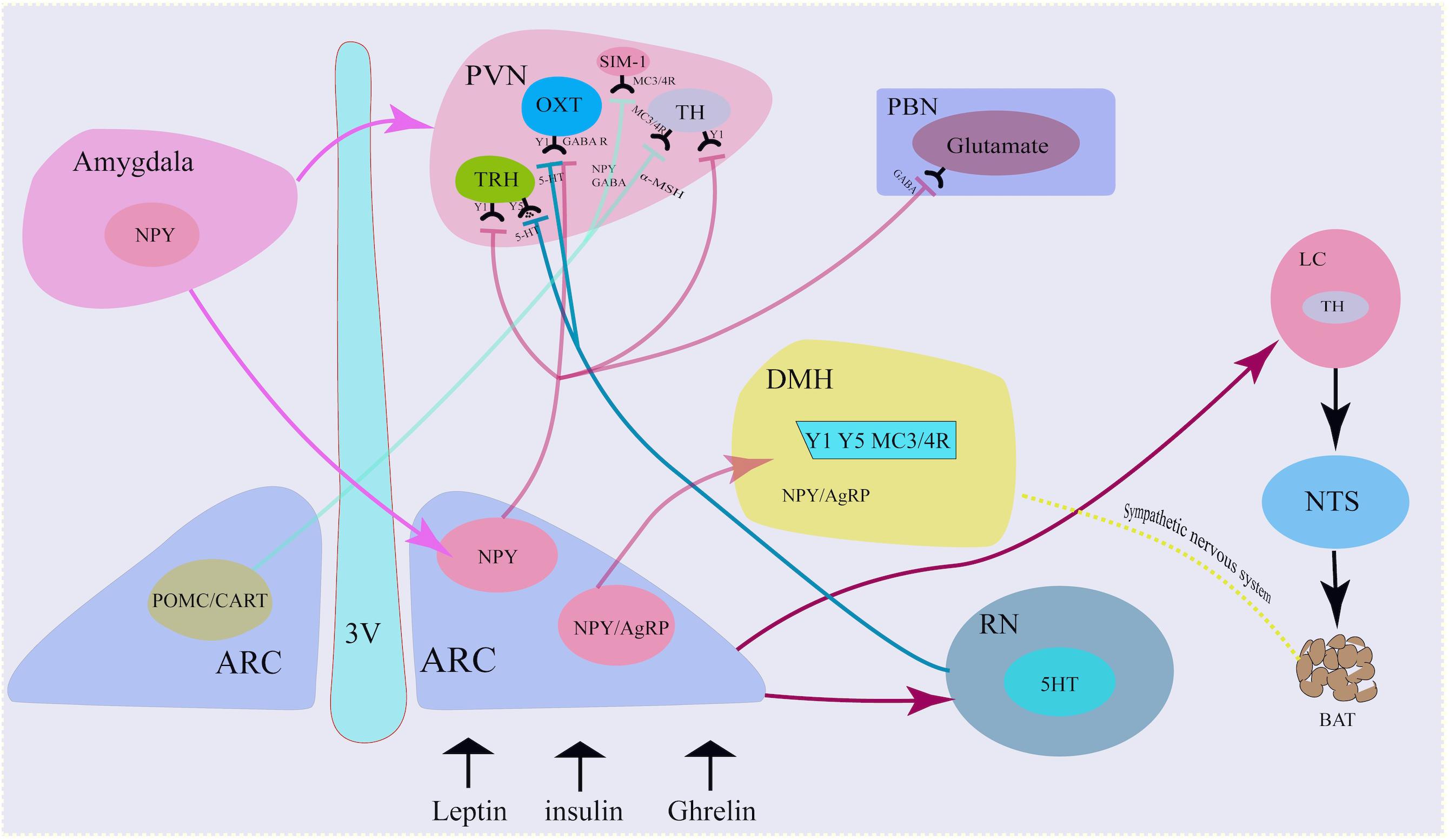 TrkB-expressing paraventricular hypothalamic neurons suppress appetite  through multiple neurocircuits