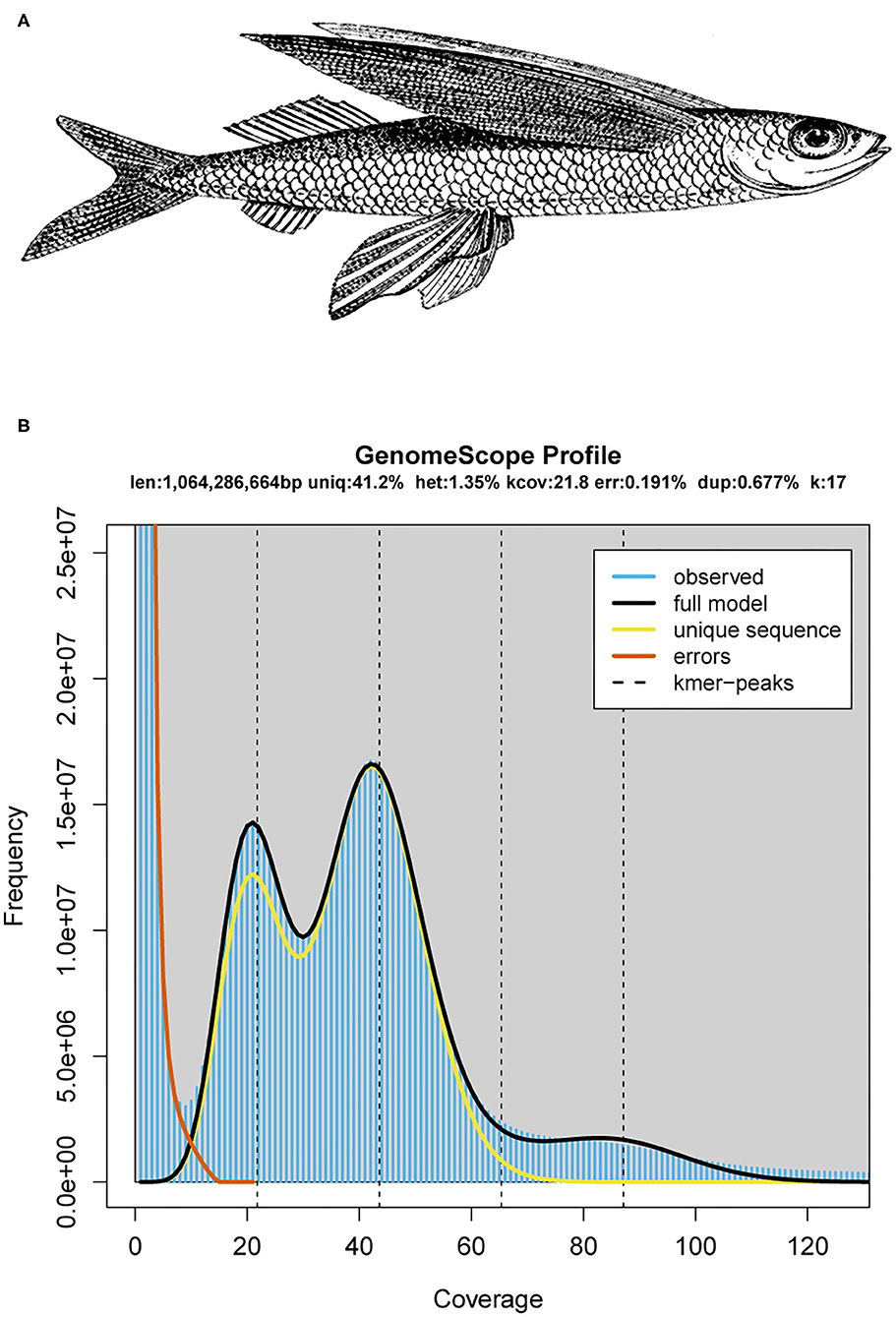 Frontiers  Draft Genome of the Mirrorwing Flyingfish (Hirundichthys  speculiger)