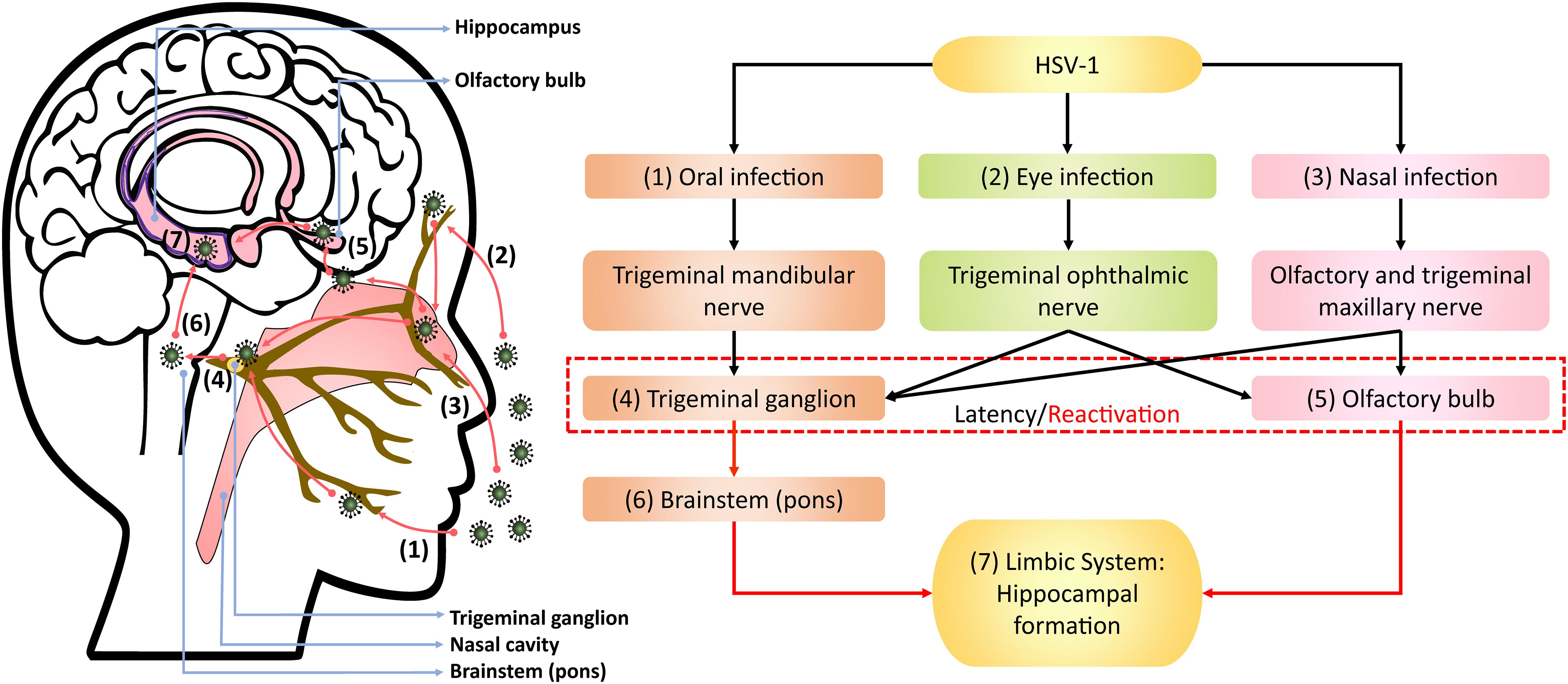 Herpes simplex 2 igg. HSV 1 болезнь. Herpes Simplex agiz. Герпес гранулы от ганглионеврита.