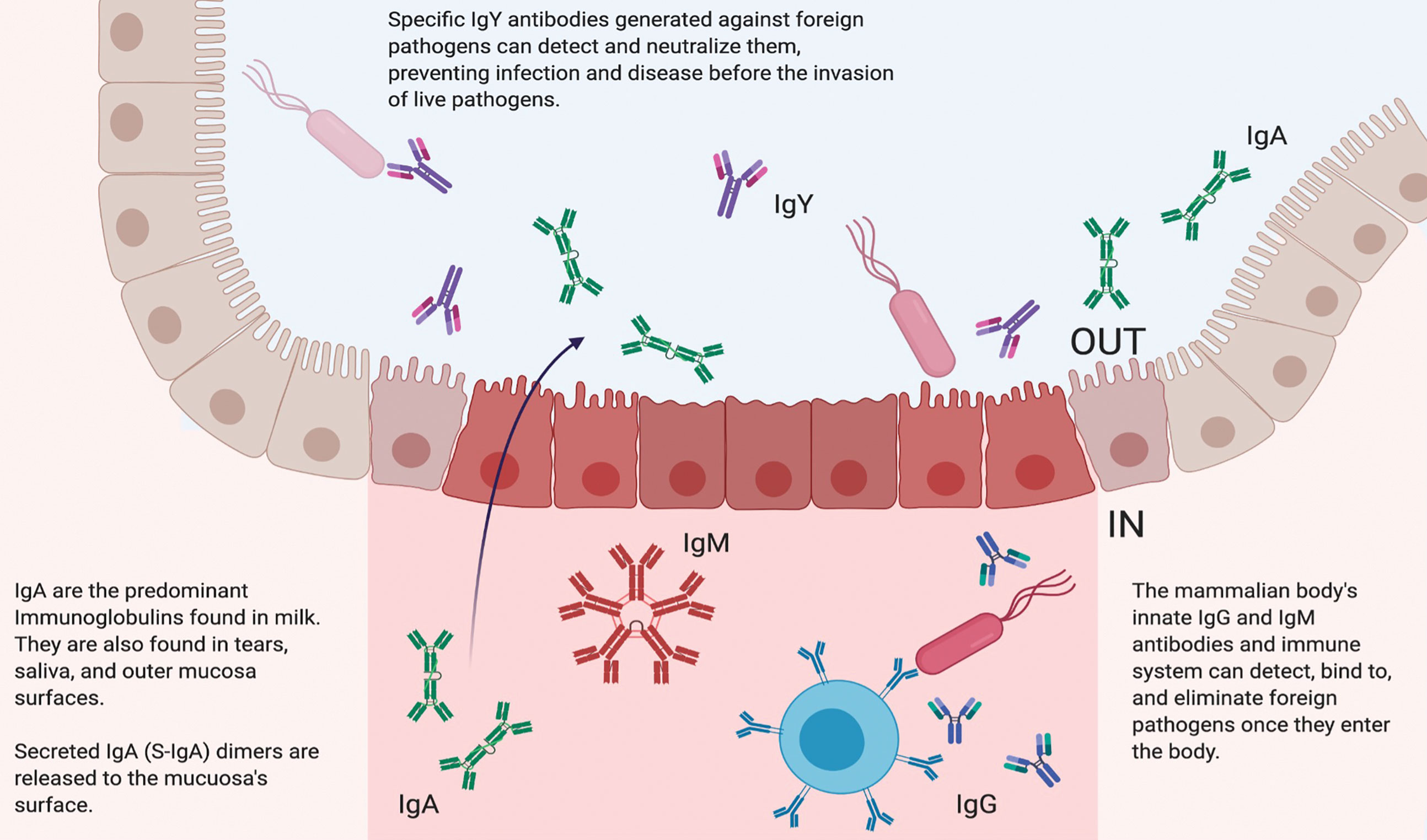 Frontiers  Immunoglobulin Y for Potential Diagnostic and Therapeutic  Applications in Infectious Diseases