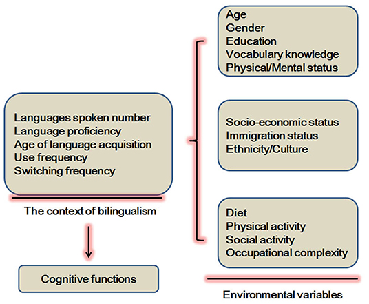 Frontiers  Lifelong Bilingualism Functions as an Alternative Intervention  for Cognitive Reserve Against Alzheimer's Disease