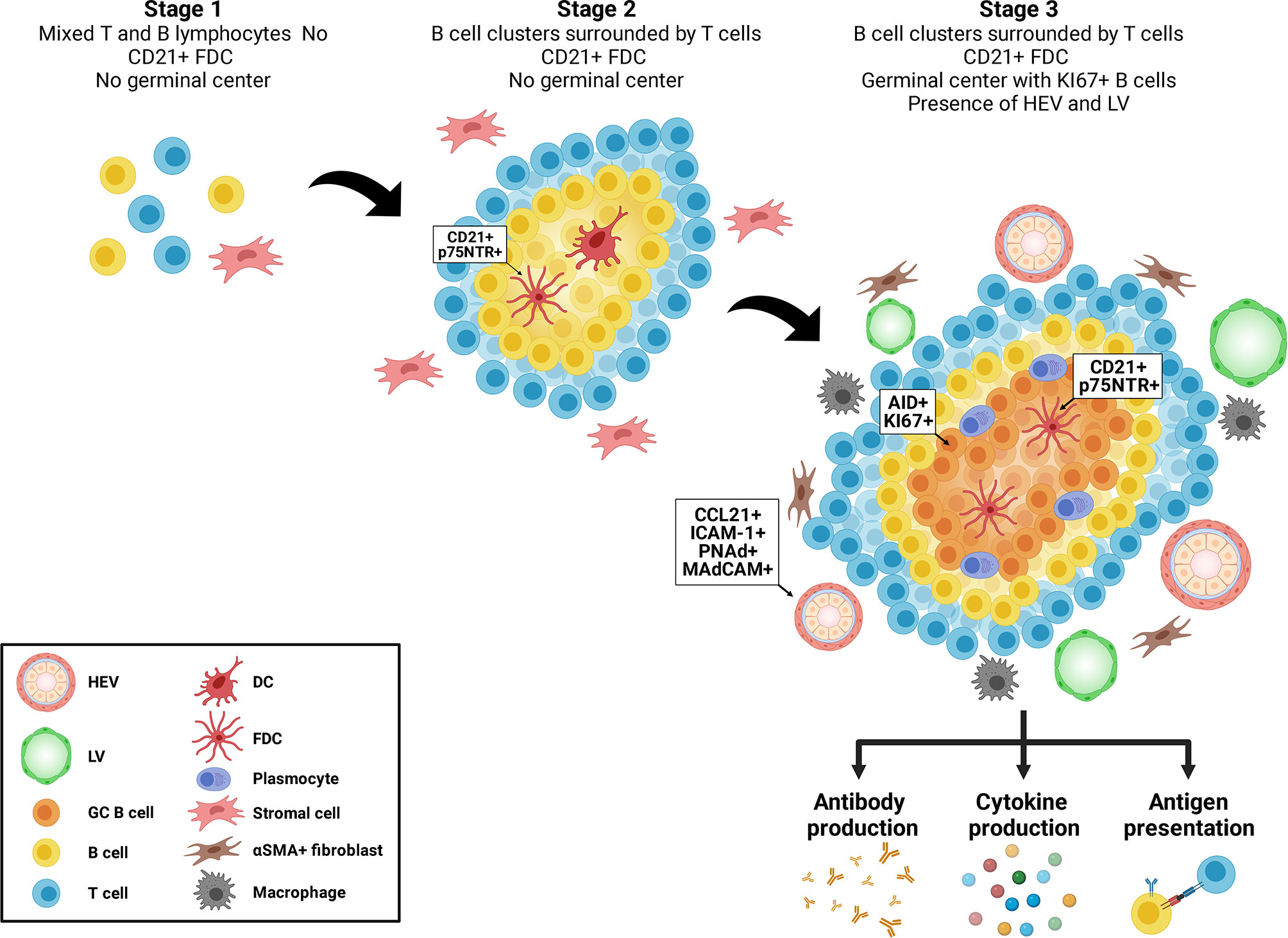 Tertiary lymphoid structures generate and propagate anti-tumor