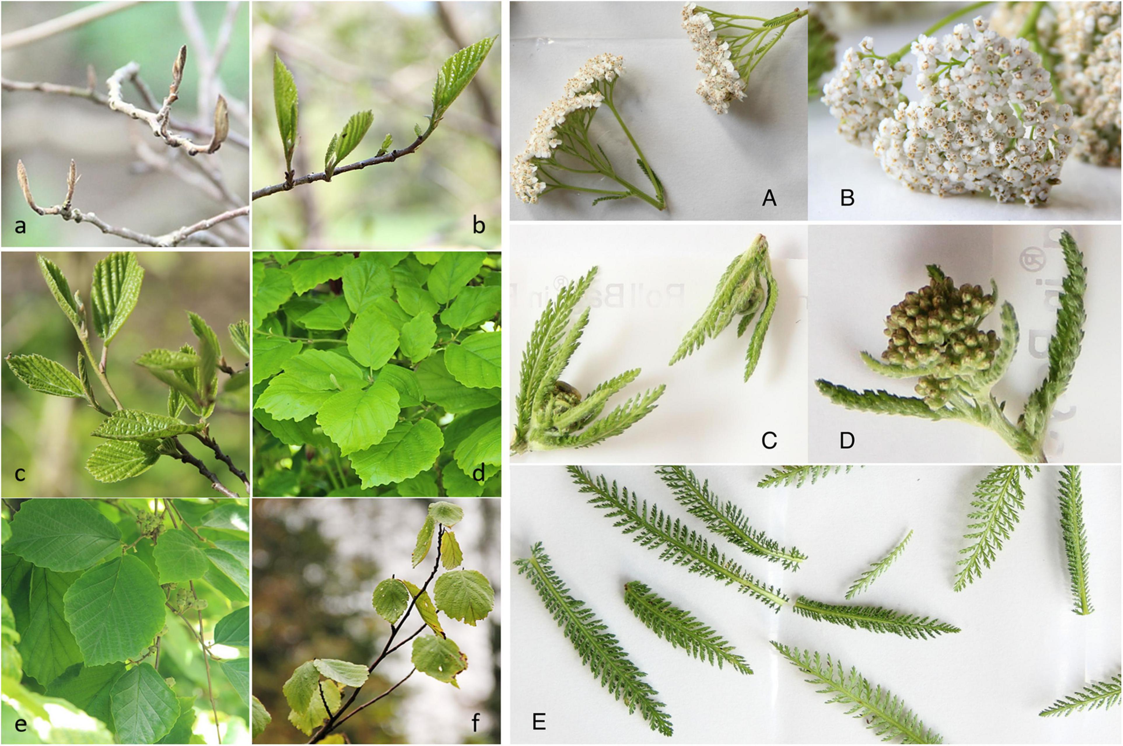 frontiers the microbiome of the medicinal plants achillea millefolium l and hamamelis virginiana l microbiology