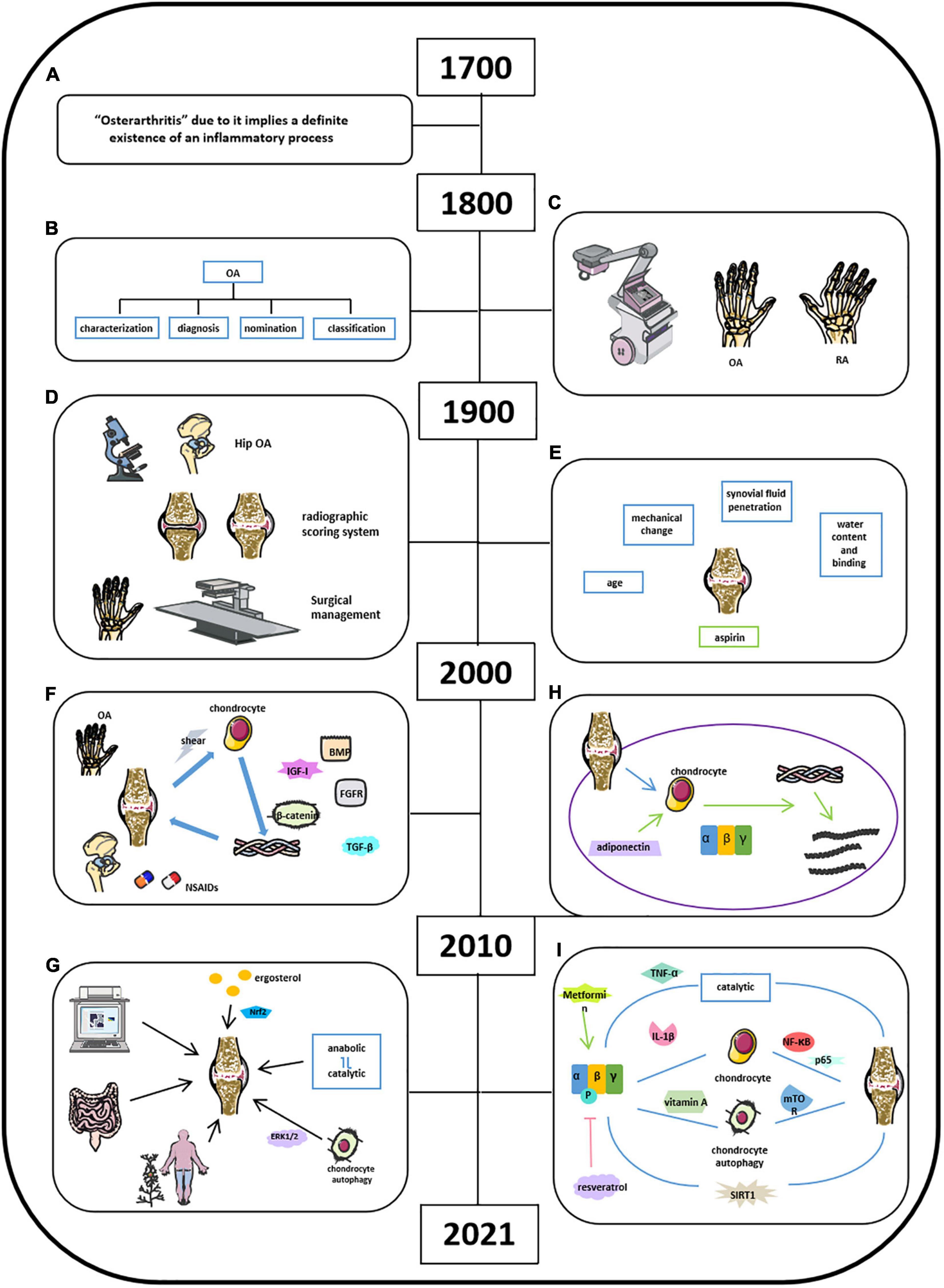 Frontiers | AMPK Signaling in Energy Control, Cartilage Biology, and ...