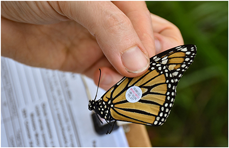Figure 2 - A monarch butterfly with a wing tag, Great Smoky Mountains National Park (North Carolina and Tennessee, United States; photo credit: Great Smoky Mountains Institute at Tremont).