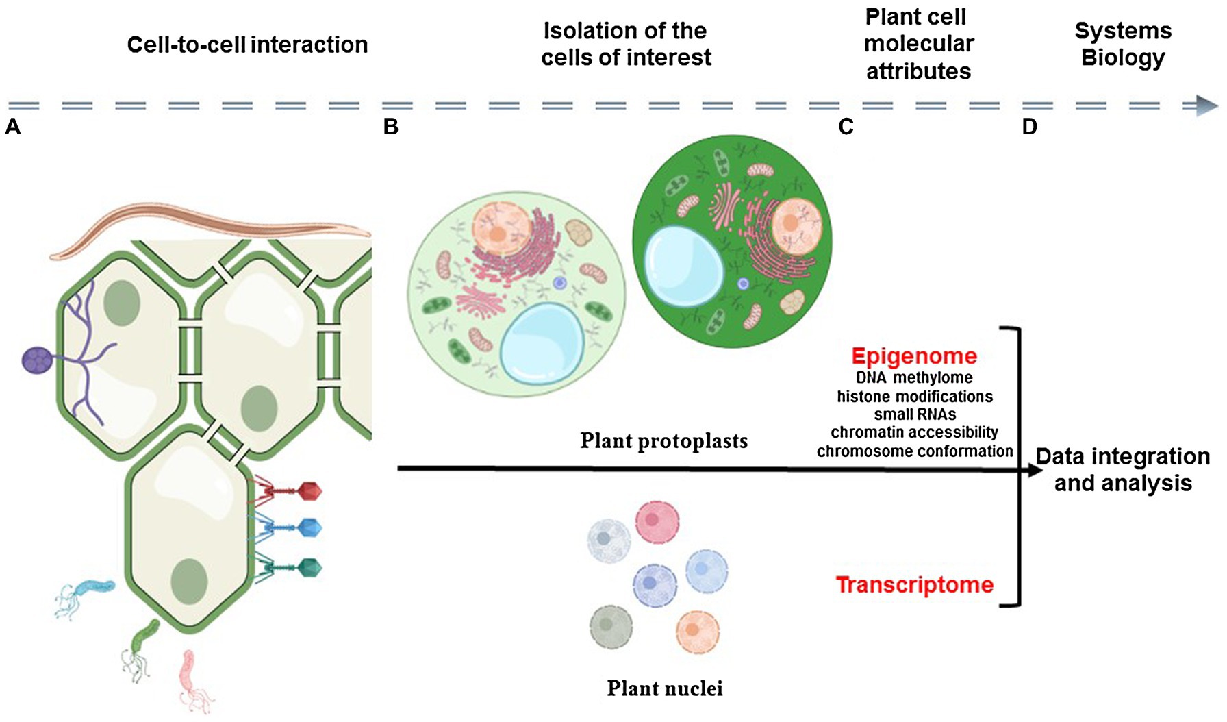 what does chromatin look like in a plant cell