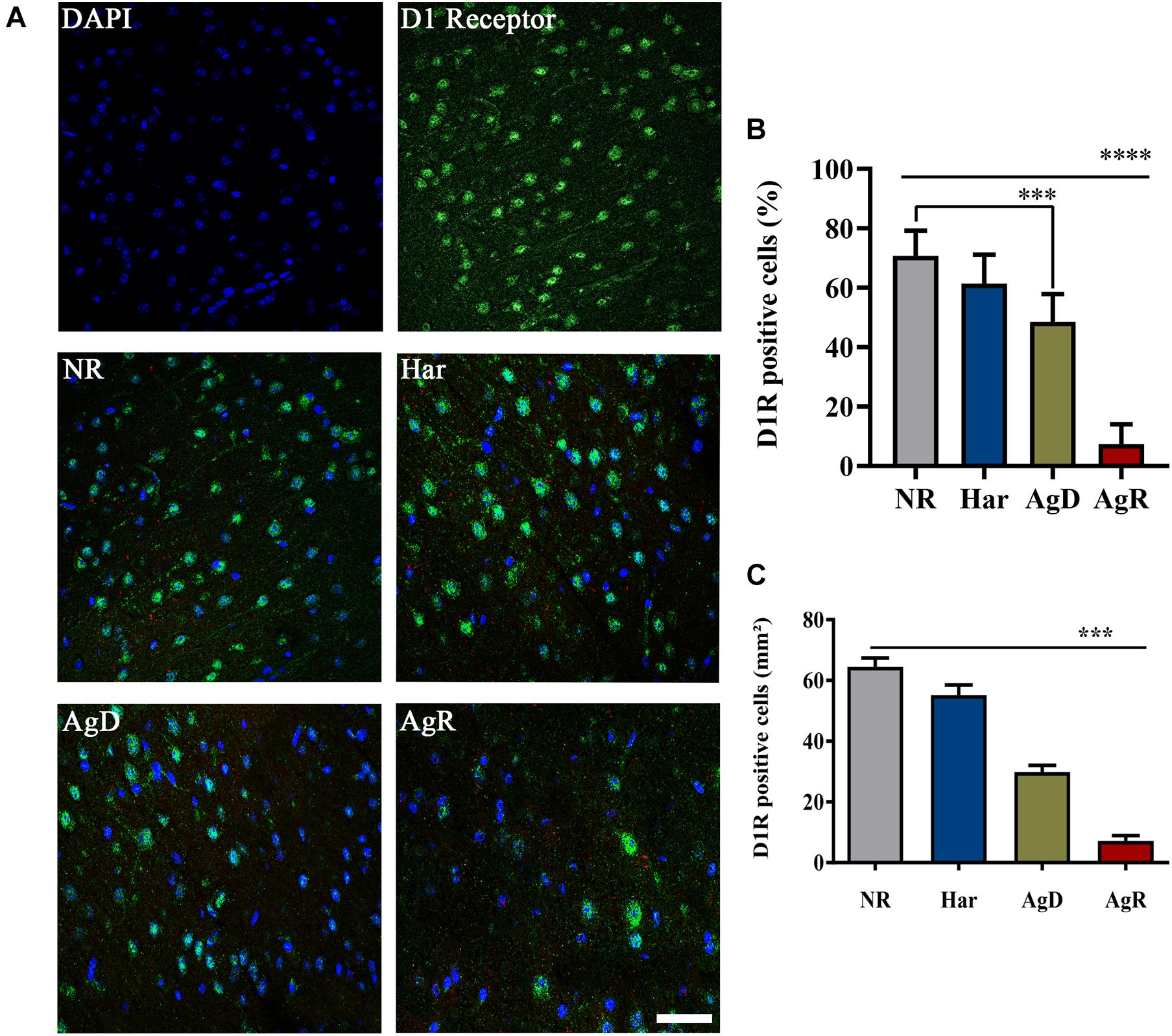 Frontiers  Experimental Social Stress: Dopaminergic Receptors, Oxidative  Stress, and c-Fos Protein Are Involved in Highly Aggressive Behavior