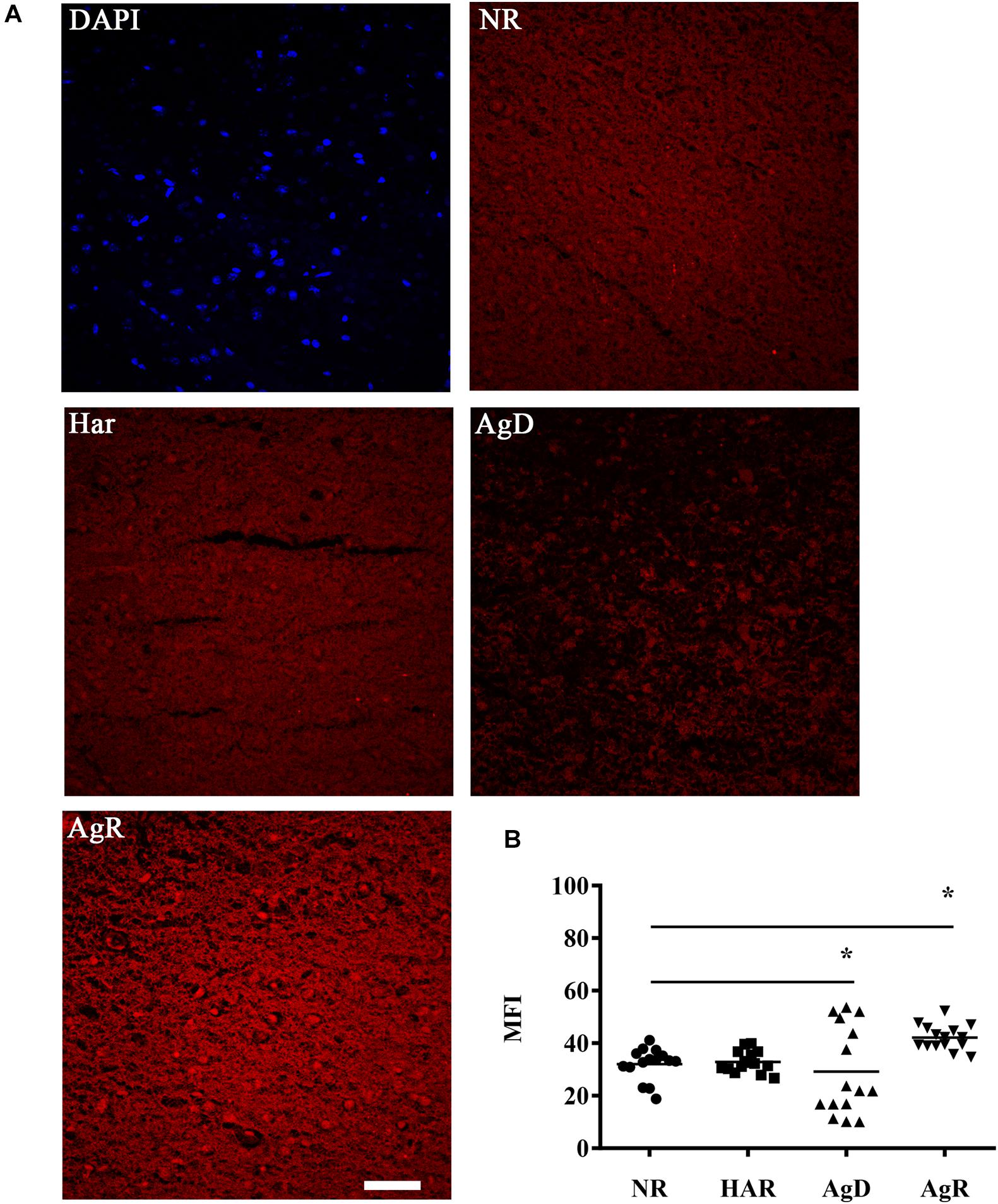 Frontiers  Experimental Social Stress: Dopaminergic Receptors, Oxidative  Stress, and c-Fos Protein Are Involved in Highly Aggressive Behavior