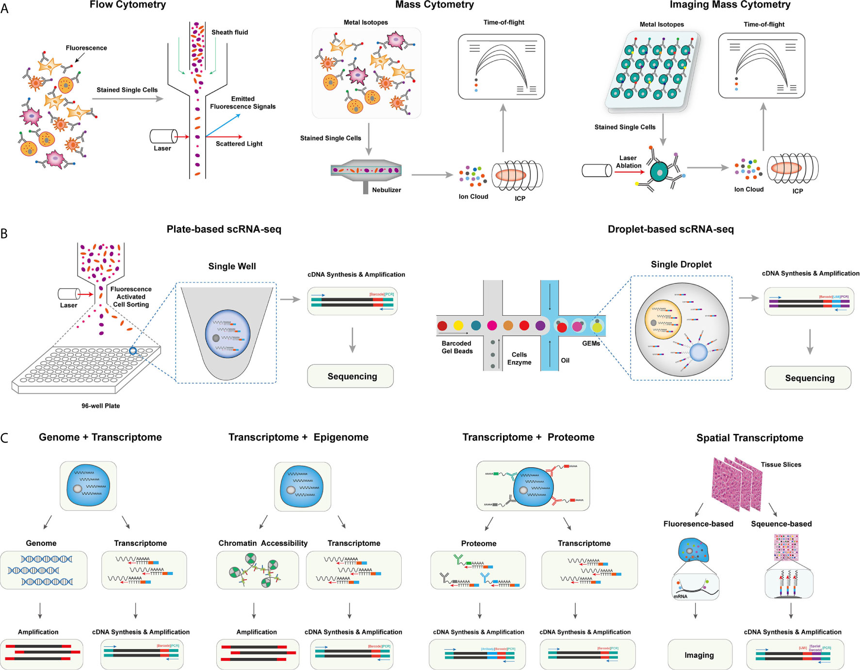 Frontiers  Single-cell detection of primary transcripts, their