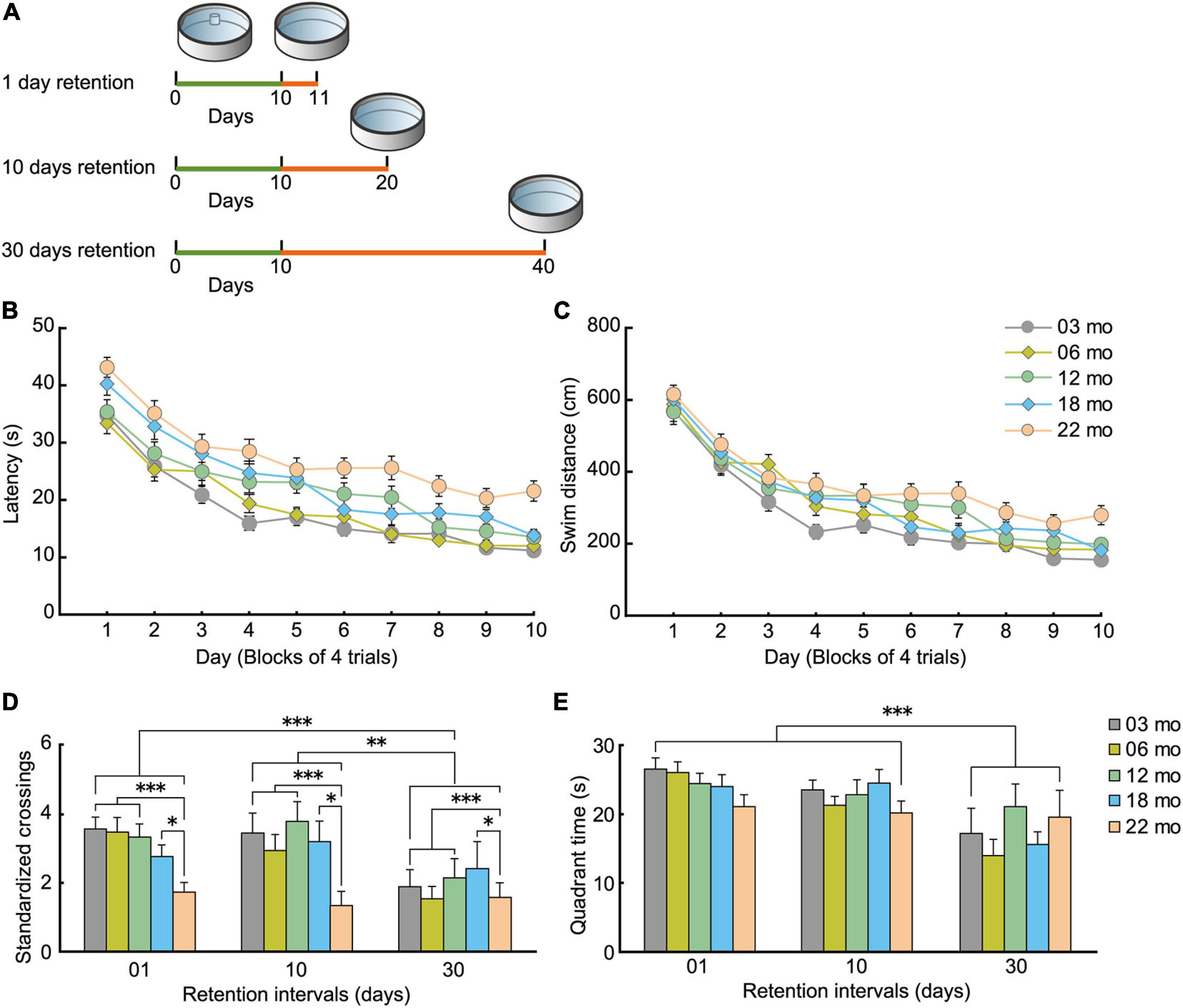 Calculate mouse age in human years (equivalence)