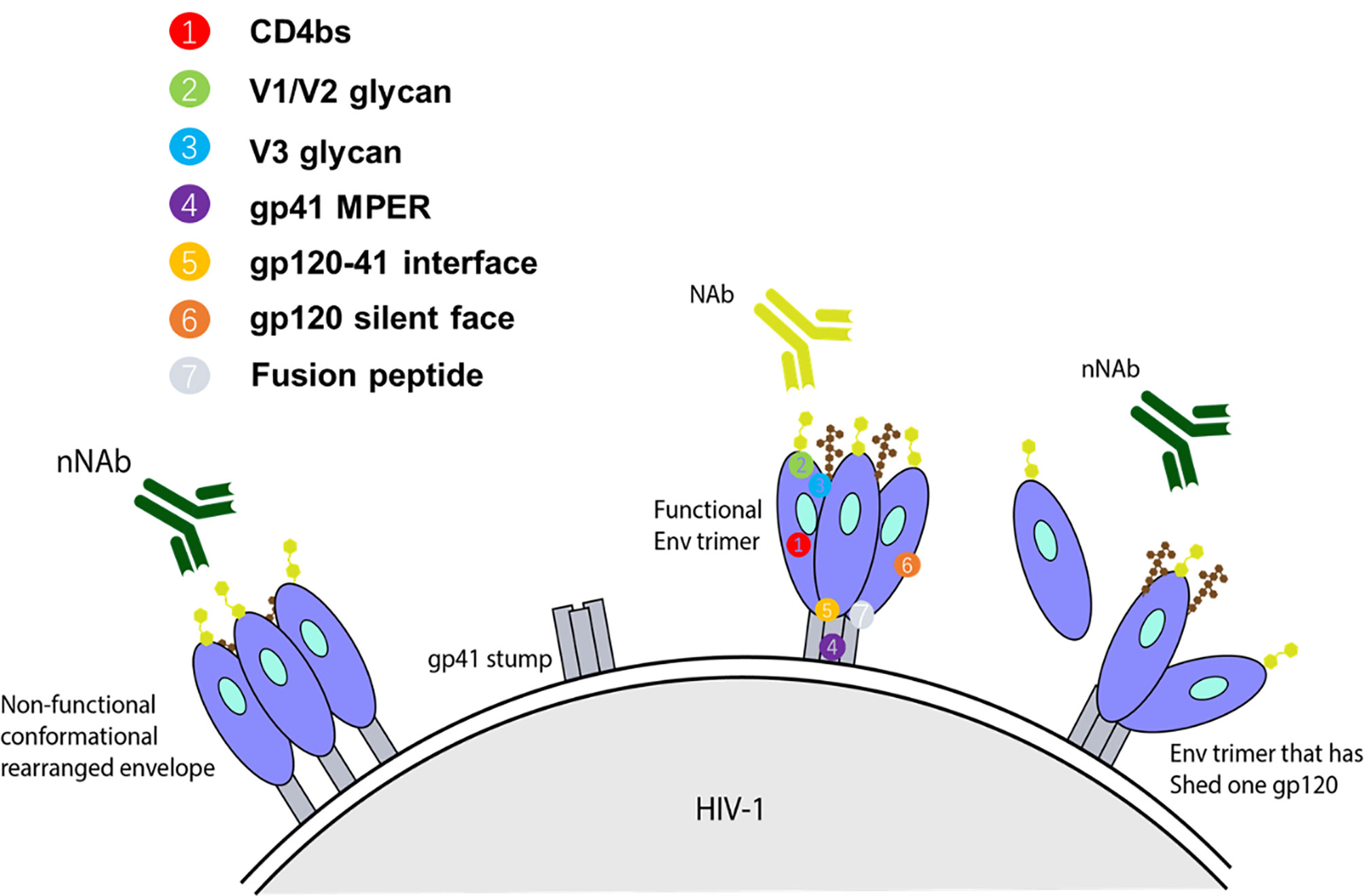 Frontiers  Limited Neonatal Carbohydrate-Specific Antibody