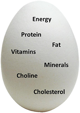 Figure 1 - Eggs are full of healthy substances and may have an impact on the brain.