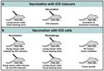 Frontiers  Immunogenic Cell DeathBased Cancer Vaccines  Immunology