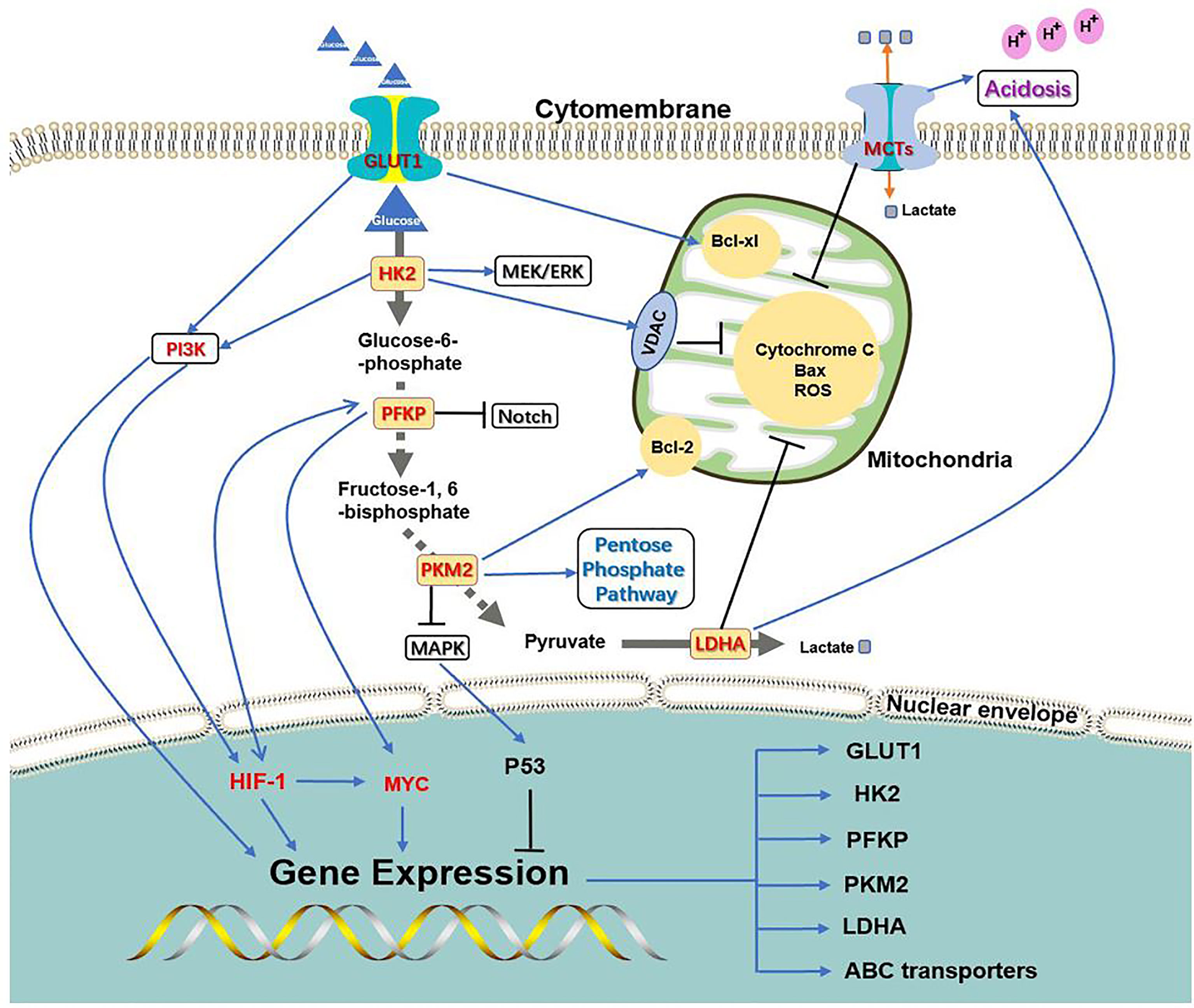 Пав энзимы. CA signaling Pathway. Pathways 3. Signal Pathway EGFR MYC. NGF signaling Pathway.