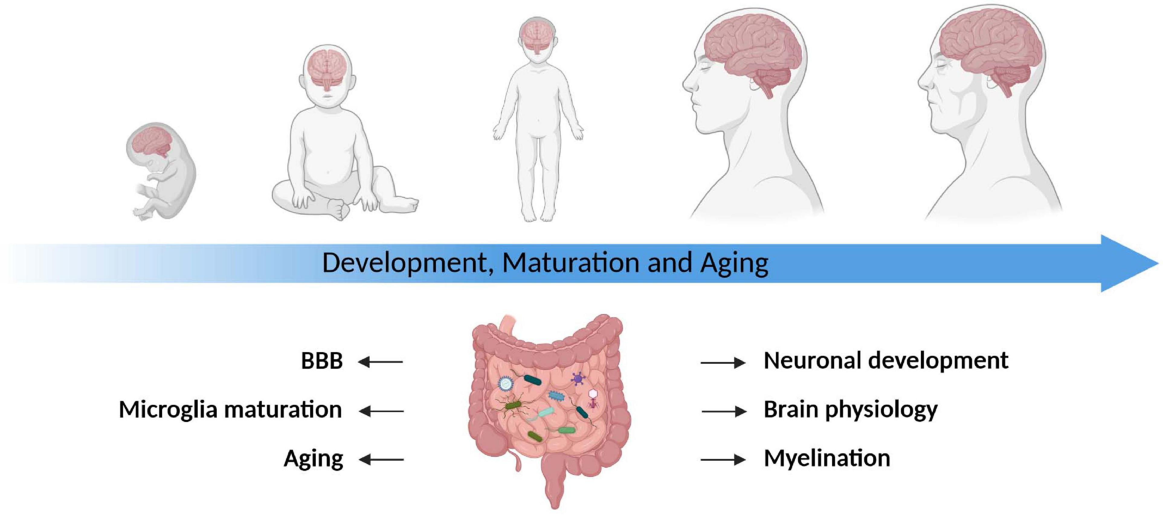 Frontiers  New Insights Into Microbiota Modulation-Based