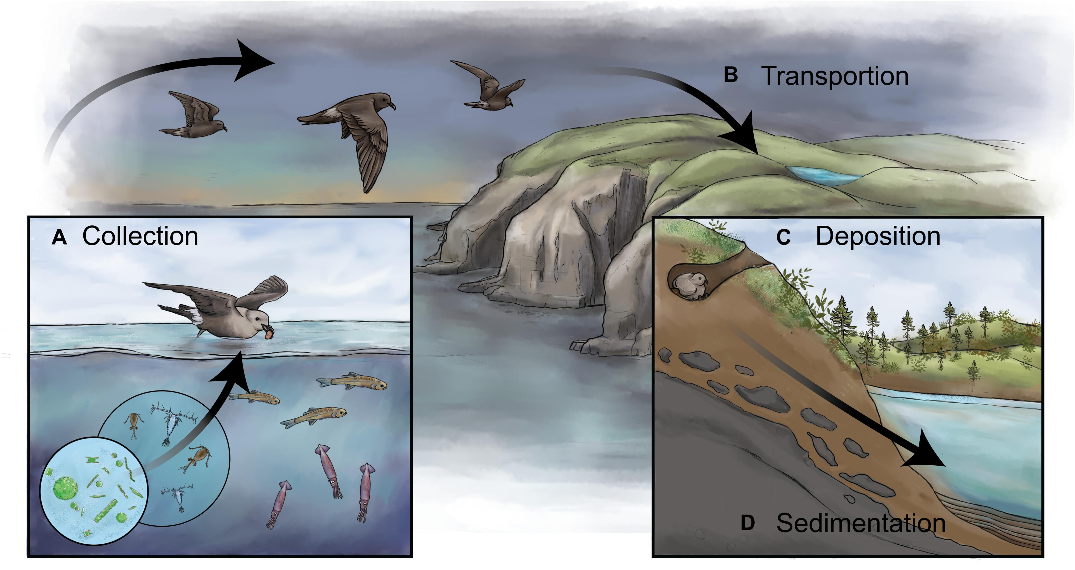Frontiers  Reconstructing Long-Term Changes in Avian Populations Using  Lake Sediments: Opening a Window Onto the Past