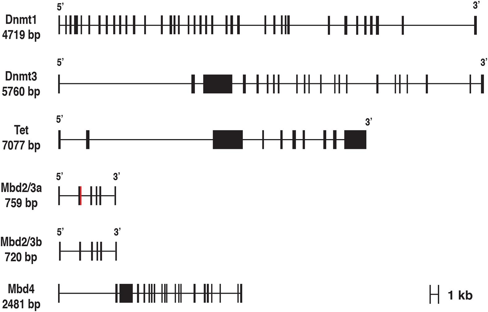 Frontiers | Evolutionary History of DNA Methylation Related Genes in ...