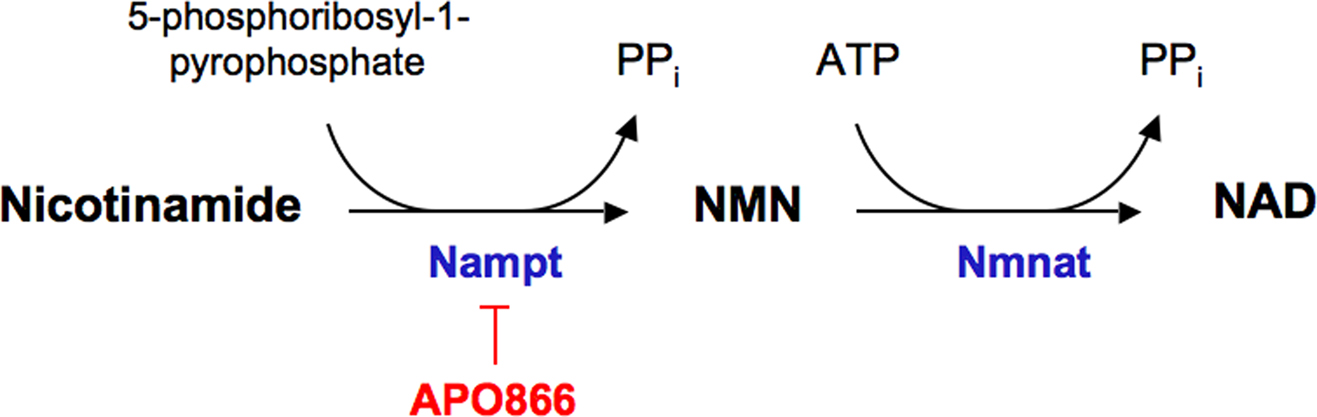 Β-Nicotinamide mononucleotide. Q+A Niacinamide. Jomtam Nicotinamide. Beta Nicotinamide mononucleotide NMN Dr. Bering.