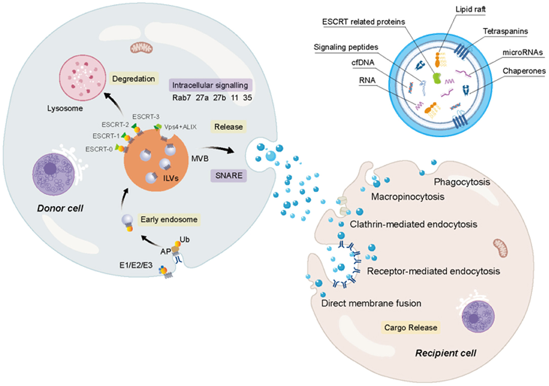 Ectopic ATP synthase stimulates the secretion of extracellular vesicles in  cancer cells