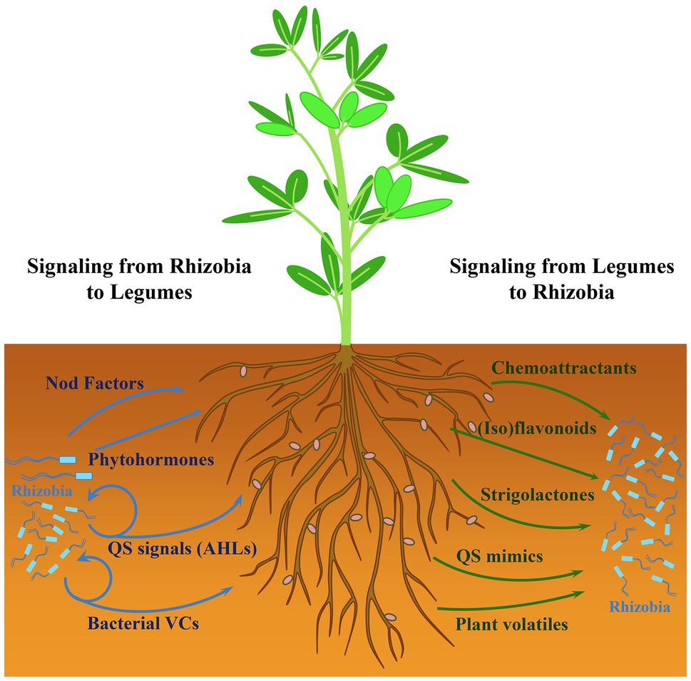 Full article: Plant Volatiles: Recent Advances and Future Perspectives