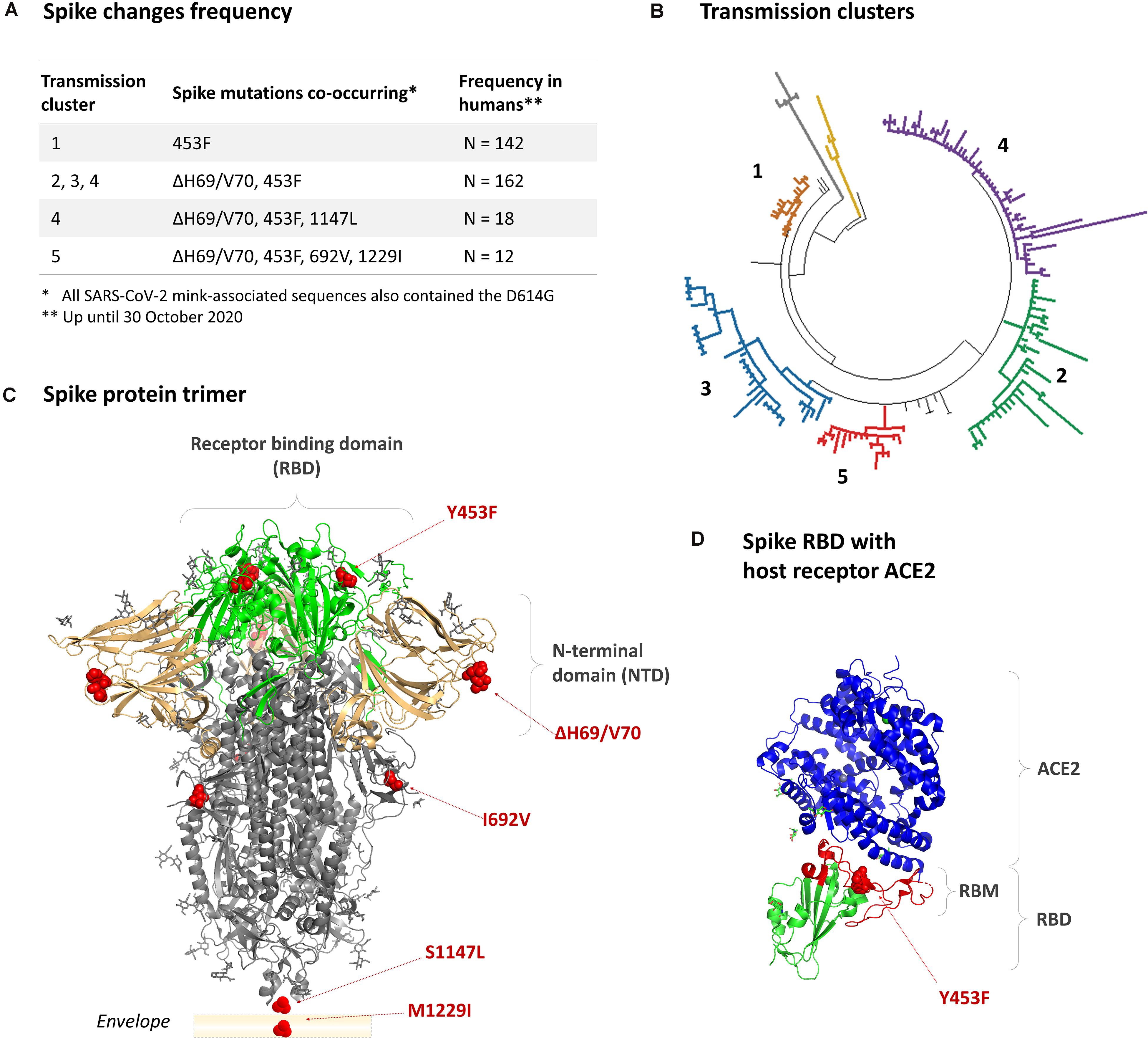 SARS-CoV-2 variants from mink evade inhibition by antibodies