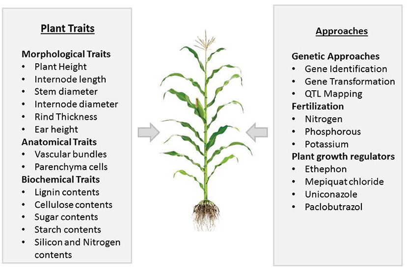 Experimental double hybrids of fresh corn grown under low and high  phosphorus availability1