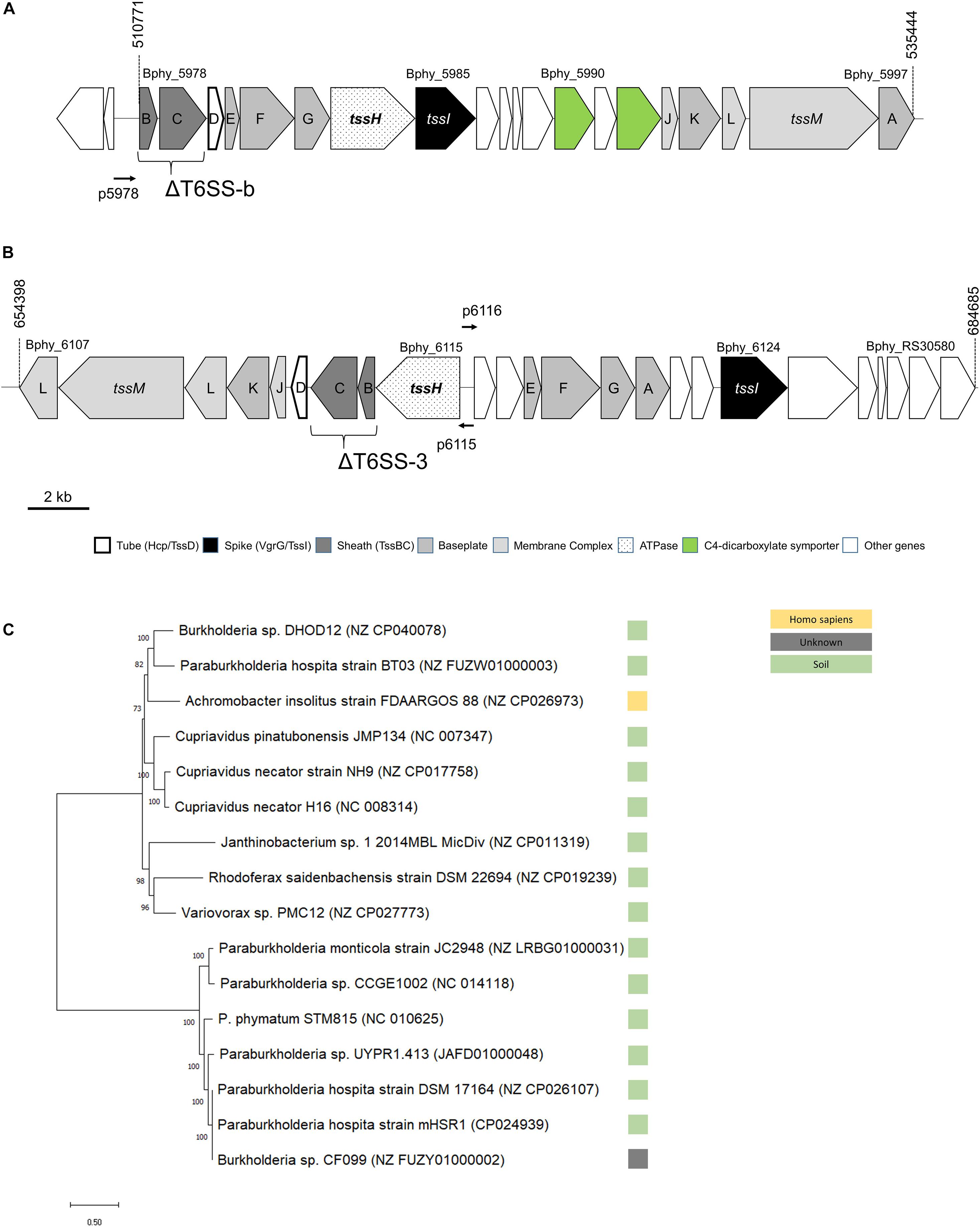 Frontiers Differential Expression Of Paraburkholderia Phymatum Type Vi Secretion Systems T6ss Suggests A Role Of T6ss B In Early Symbiotic Interaction Plant Science
