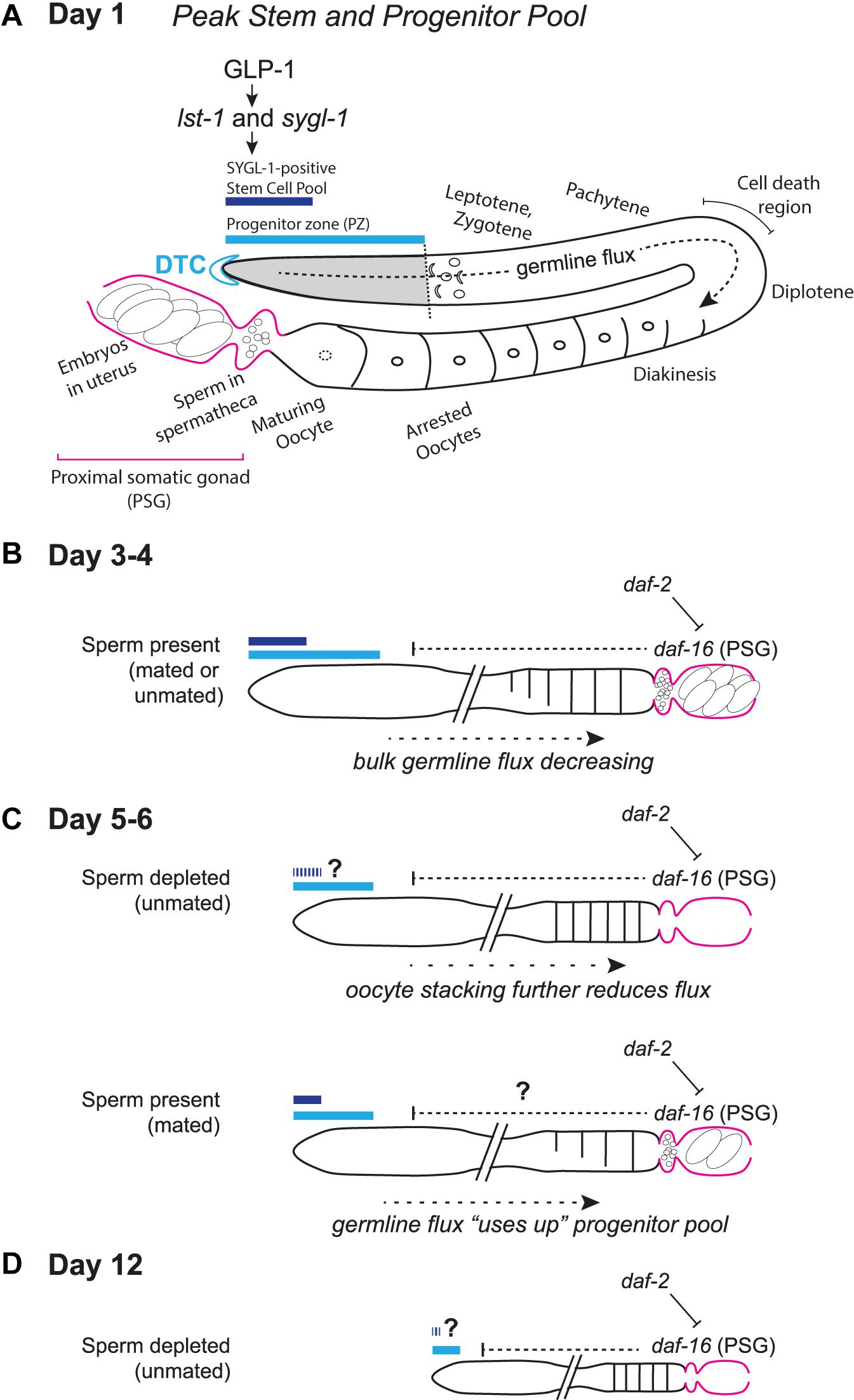 Frontiers | Germline Stem And Progenitor Cell Aging In C. Elegans