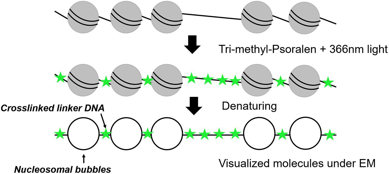 diseases with chromatin negative nuclei