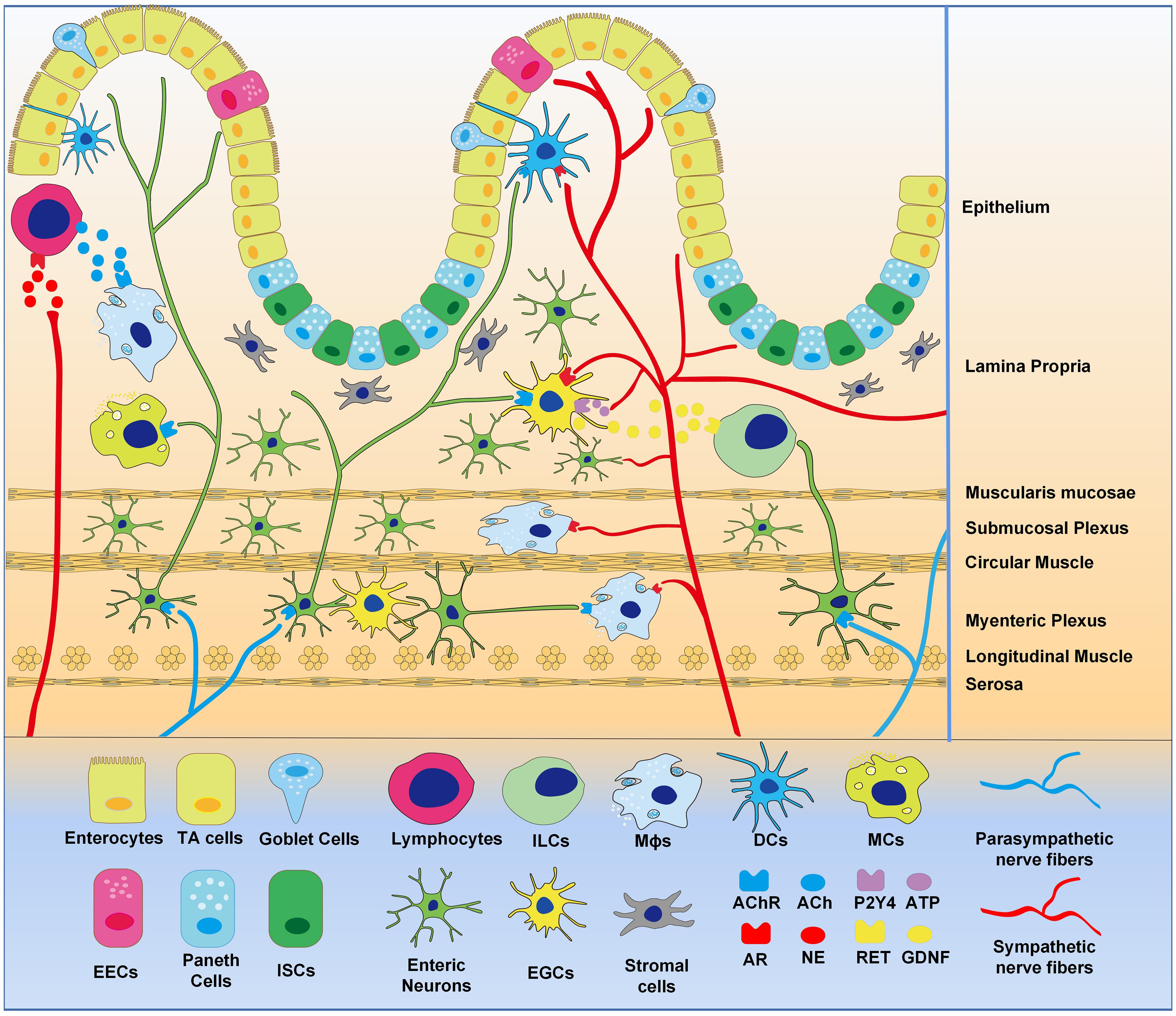 Frontiers | Regulation of the Autonomic Nervous System on Intestine