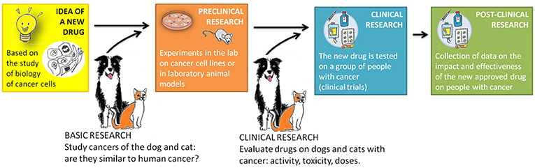 Figure 2 - Dogs and cats can help with the development of new anti-cancer drugs.