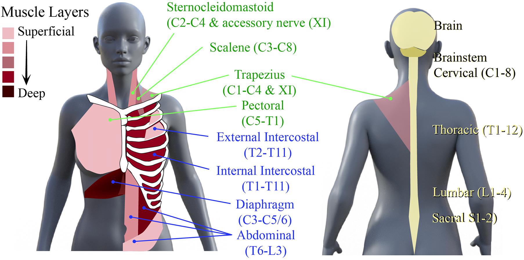 Thoracic Spinal Cord Injury: Functions Affected & Recovery