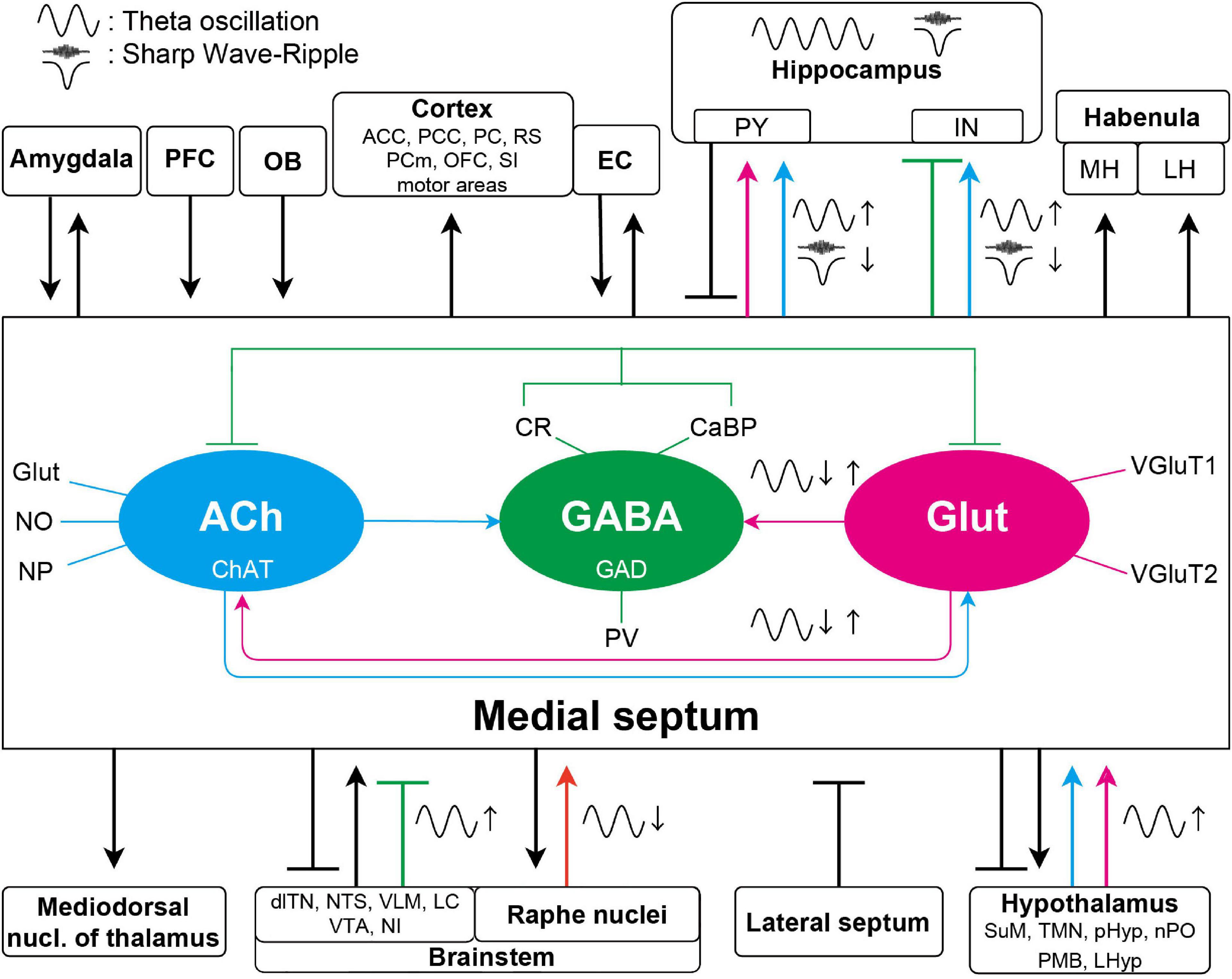 Frontiers The Medial Septum As A Potential Target For Treating Brain Disorders Associated With Oscillopathies Frontiers In Neural Circuits