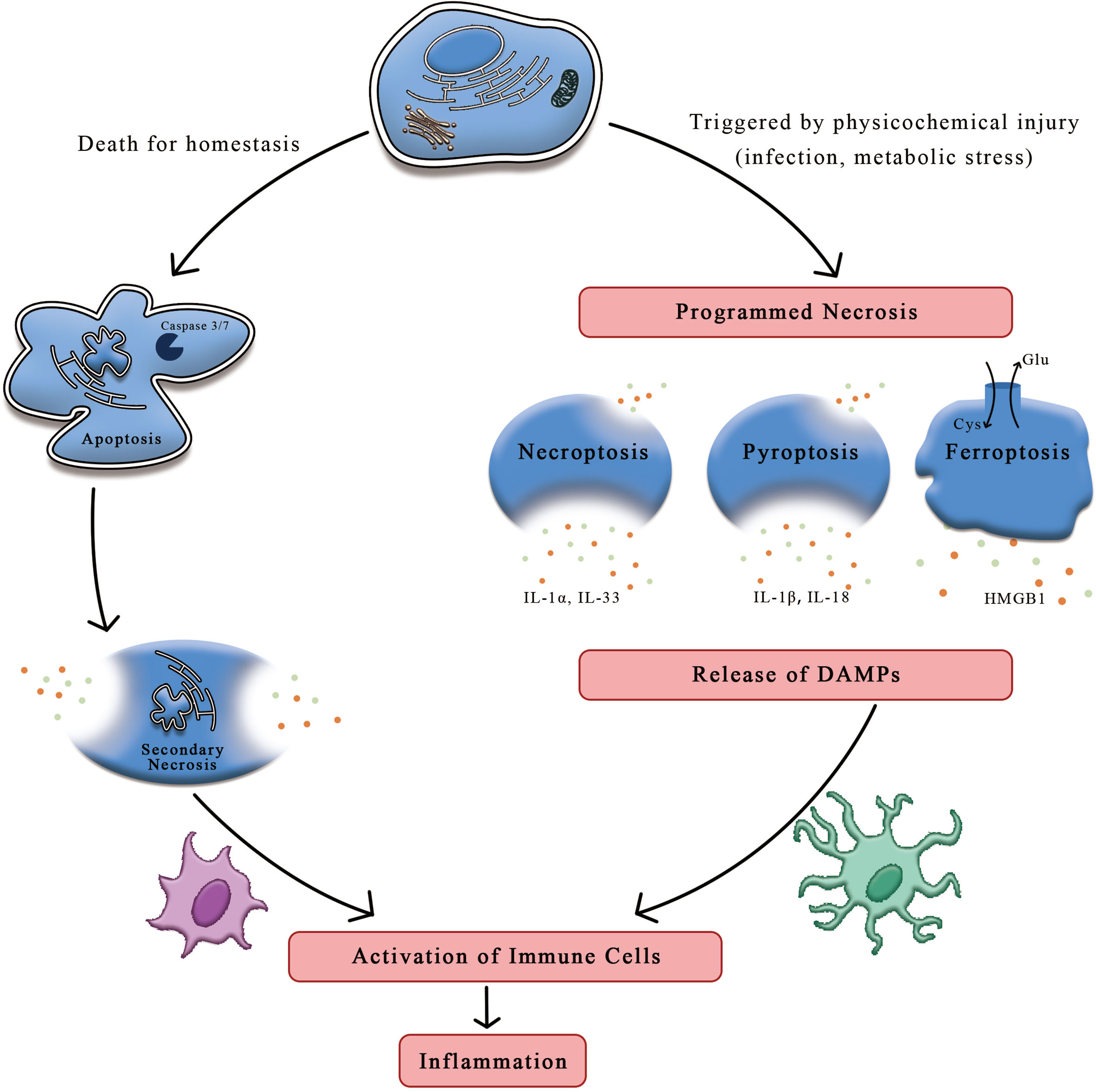 Frontiers | Ferroptosis: A Trigger of Proinflammatory State 