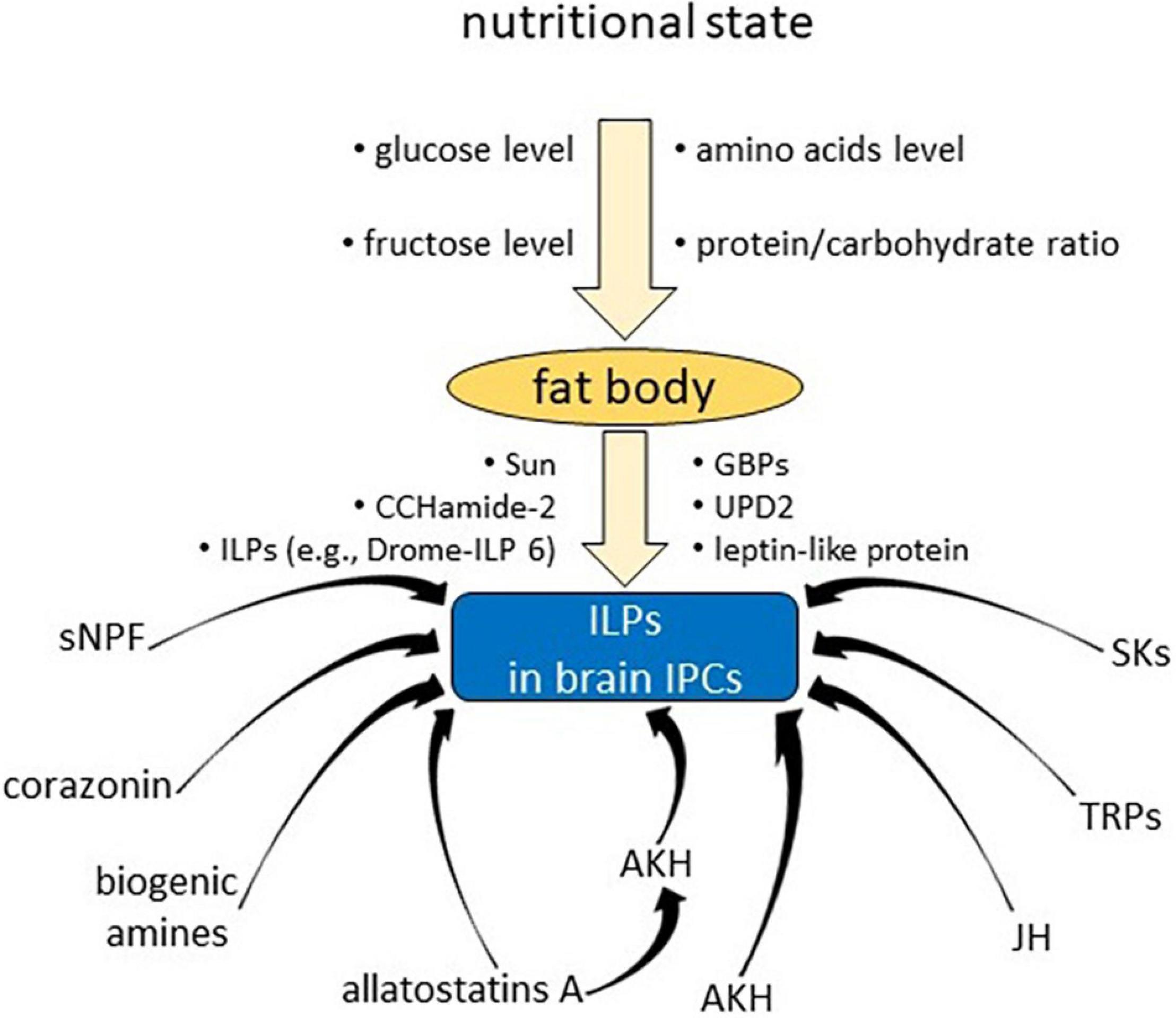 Frontiers Insulin-Like Peptides and Cross-Talk With Other Factors in the Regulation of Insect Metabolism