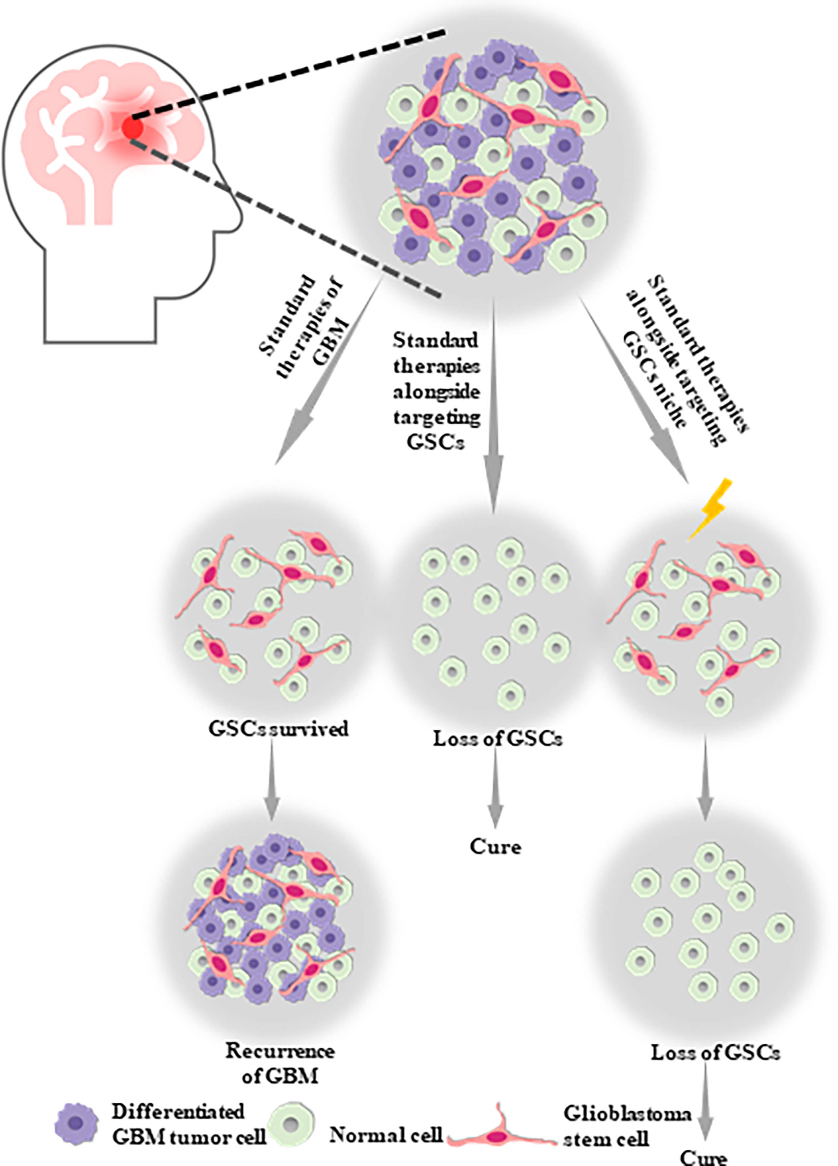 Frontiers   Targeting Glioblastoma Stem Cells: A Review on