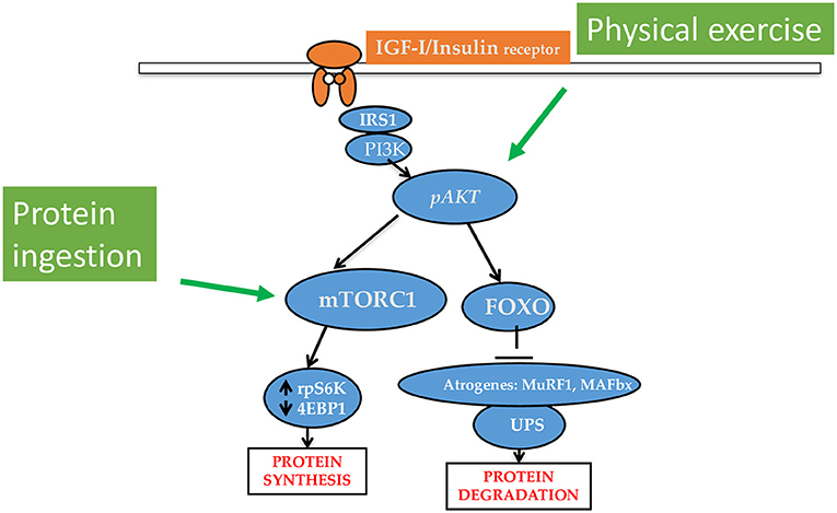 Muscle Relaxant Use in Dialysis – AJKD Blog