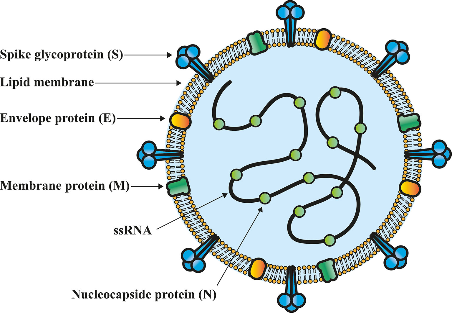 Spike protein meaning