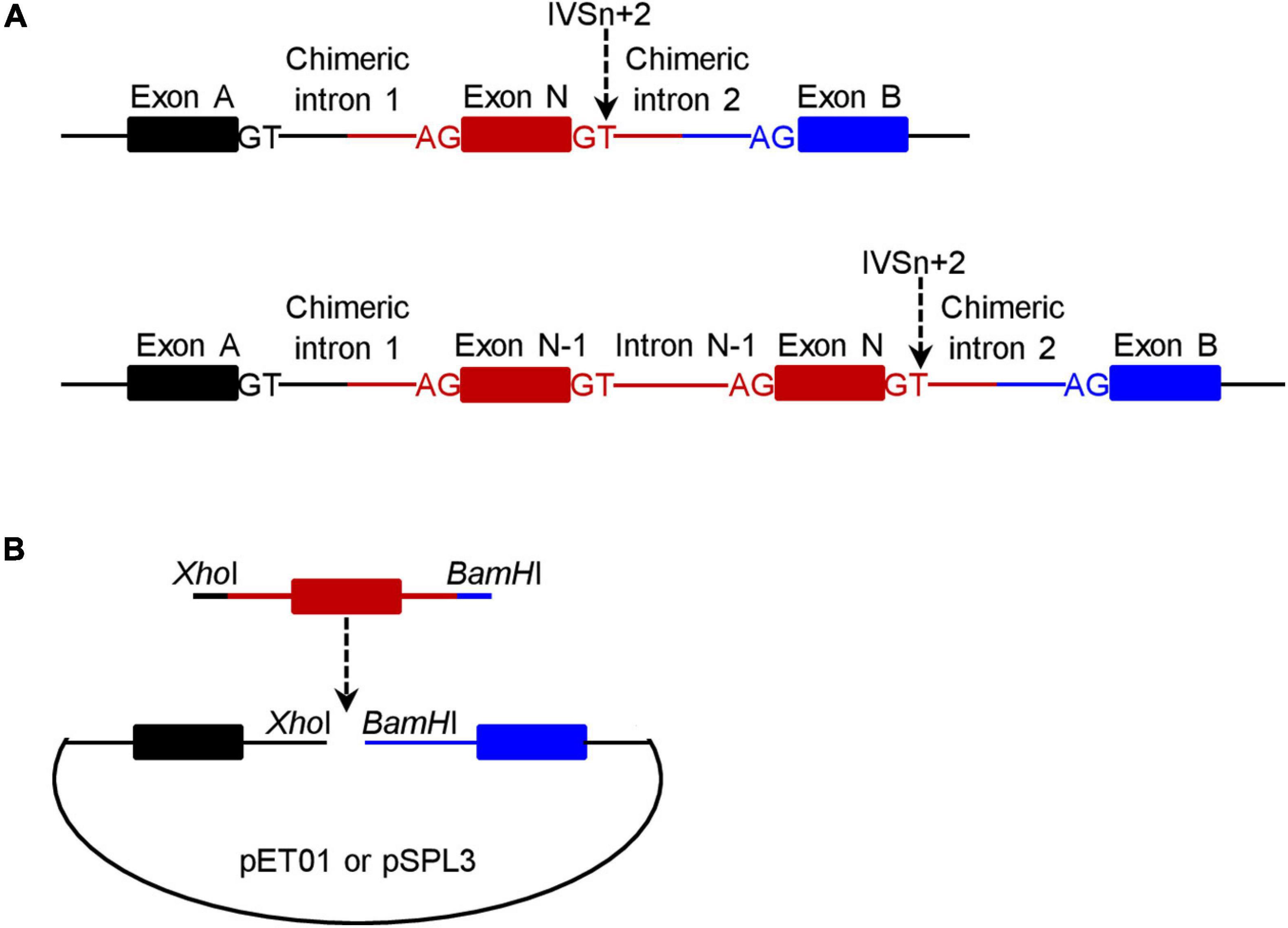 how to identify exon and intron in sequence bioedit