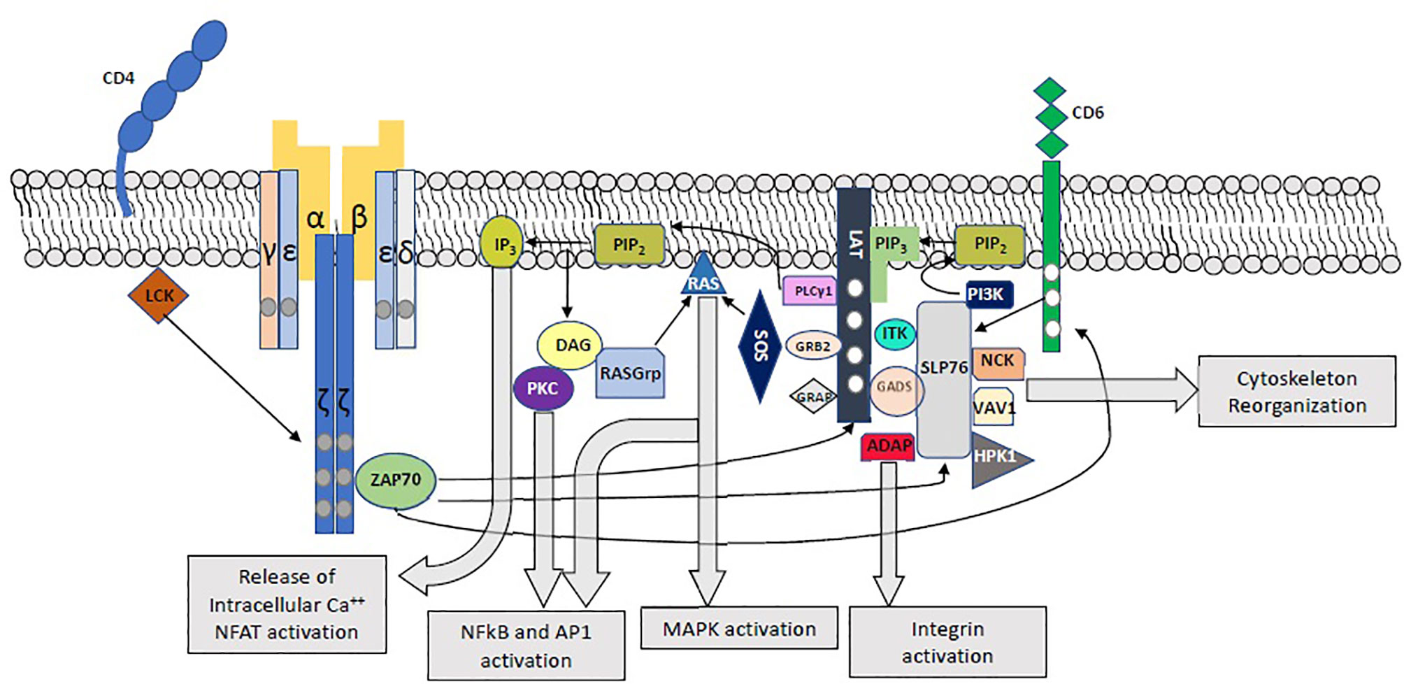 Signaling device