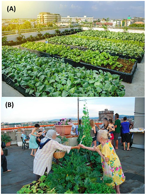 Figure 1 - (A) Rooftop agriculture in containers filled with soil.