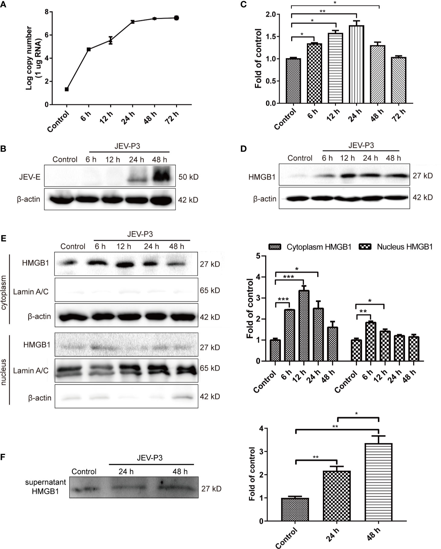 Frontiers Brain Microvascular Endothelial Cell Derived Hmgb1 Facilitates Monocyte Adhesion And Transmigration To Promote Jev Neuroinvasion Cellular And Infection Microbiology