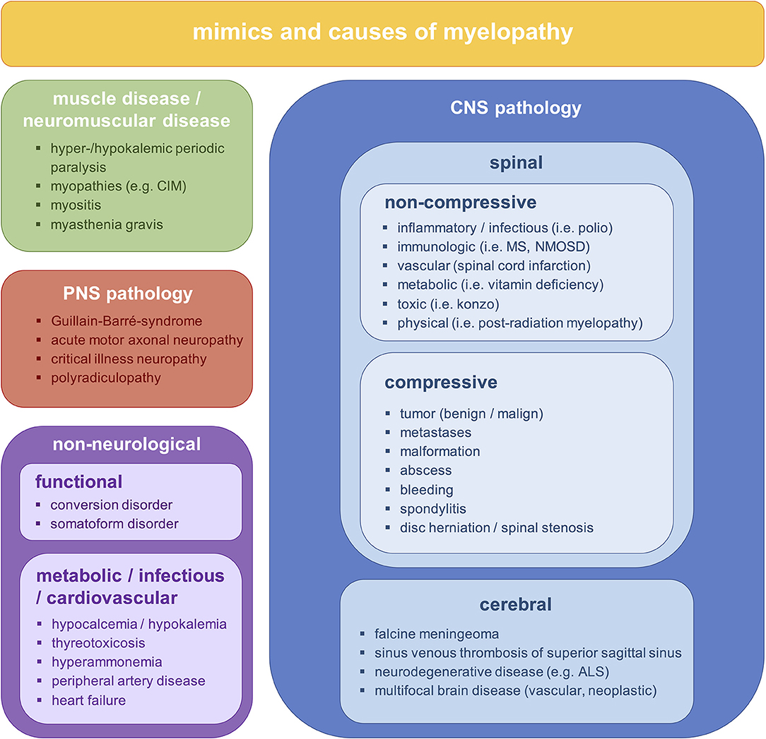 Frontiers | Clinical Presentation and Causes of Non-traumatic Spinal Cord  Injury: An Observational Study in Emergency Patients