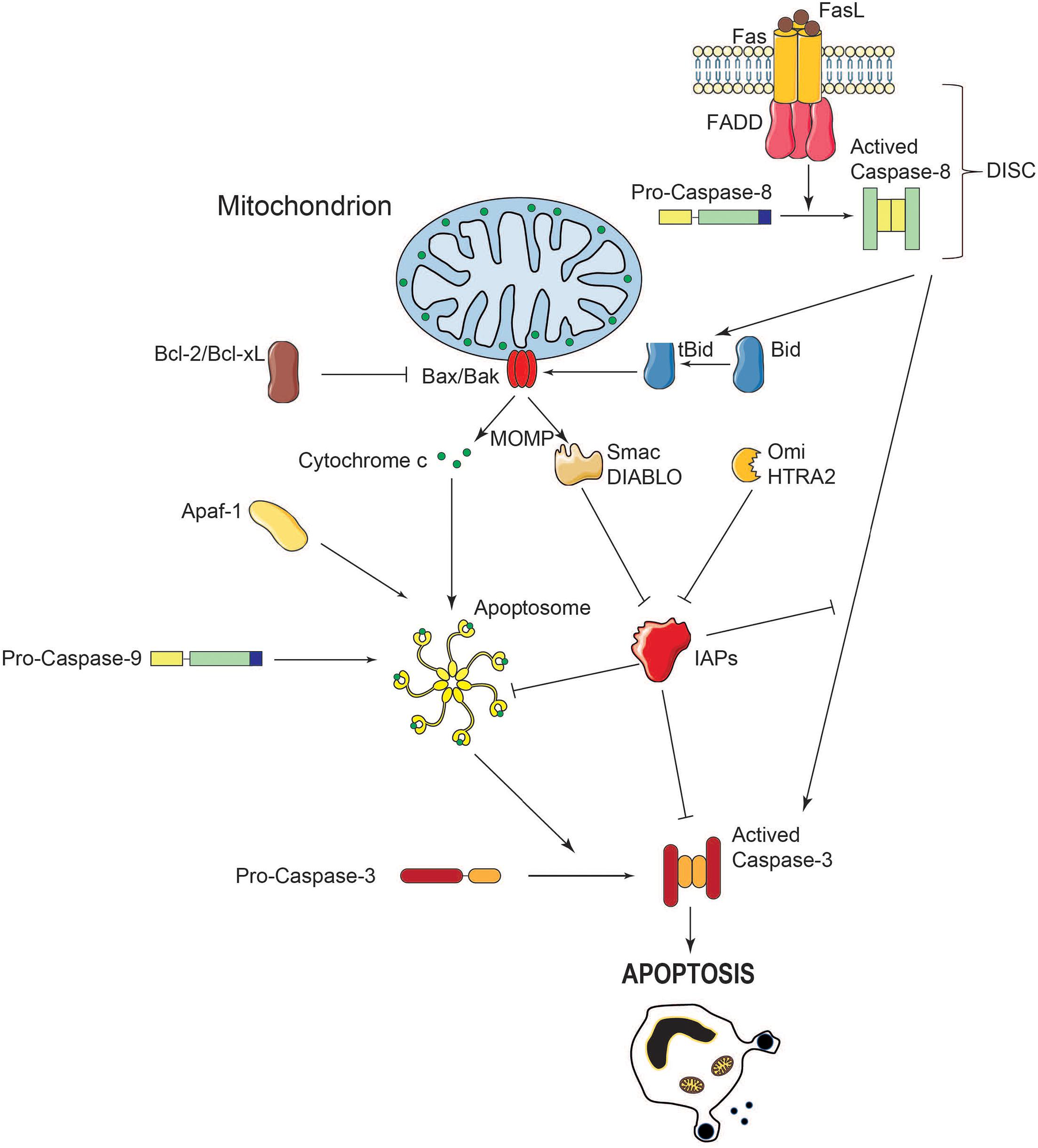 Caspase 3 Apoptosis