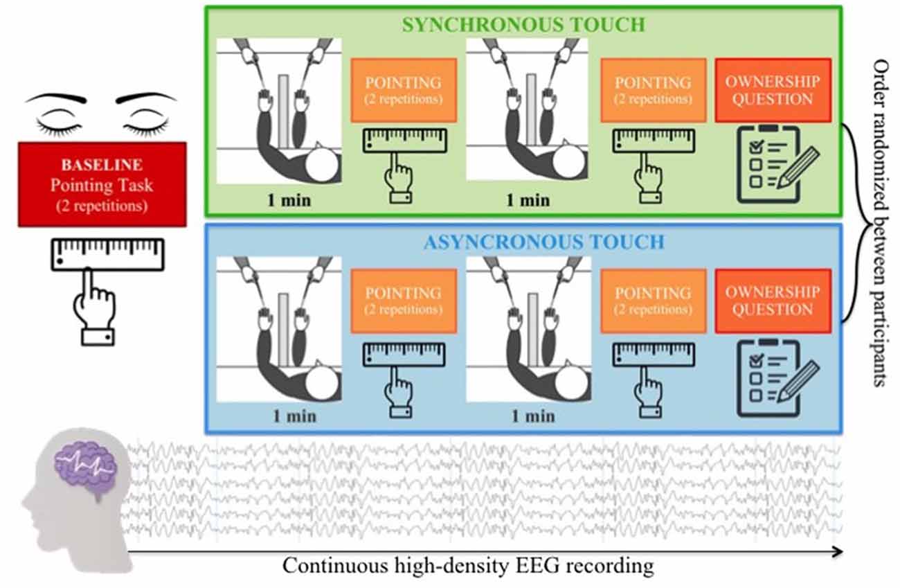 The role of hand size in body representation: a developmental investigation