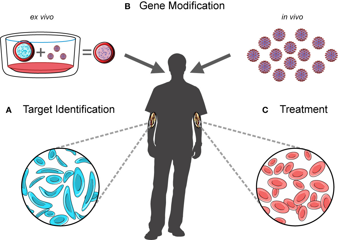 Frontiers  Single-cell detection of primary transcripts, their