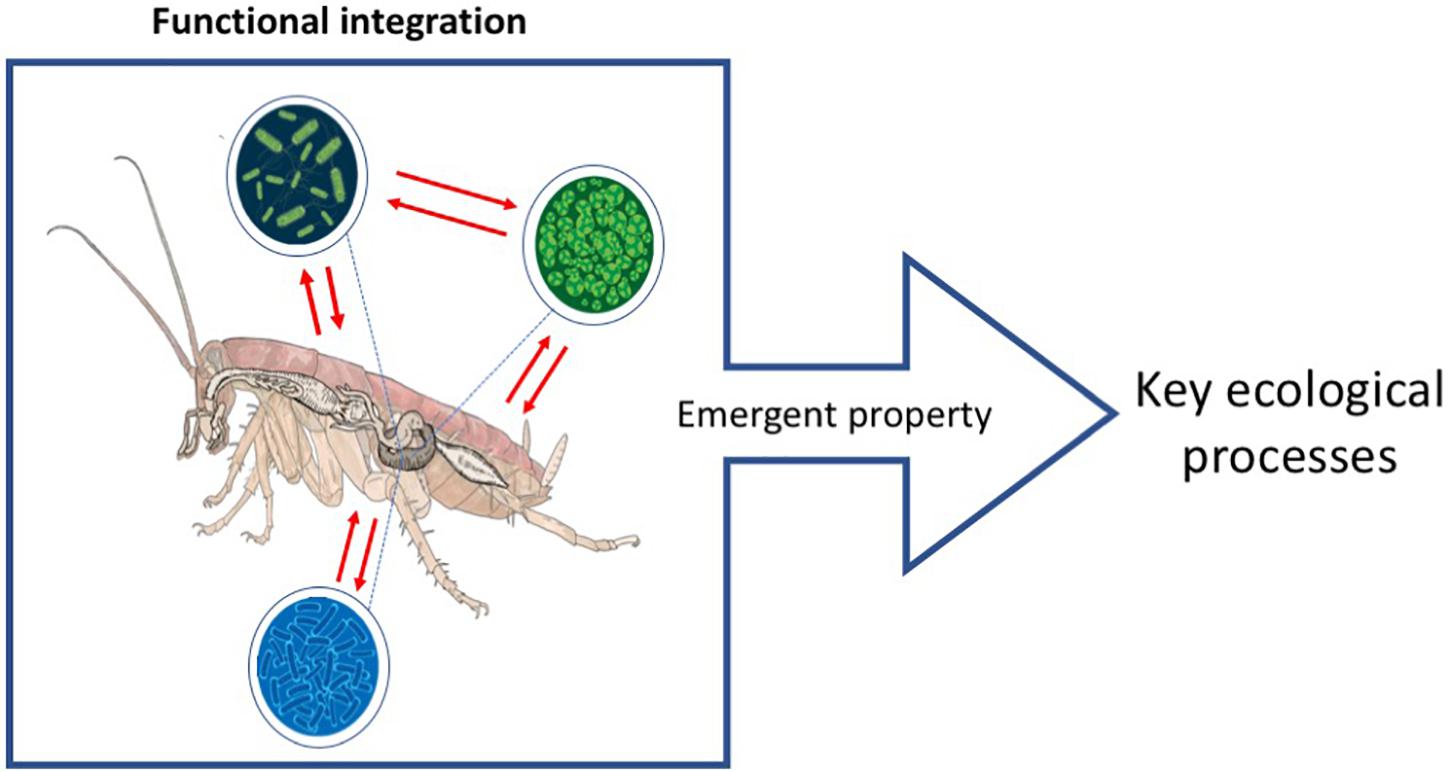 PDF) The Role of Large Arthropods in the Development of